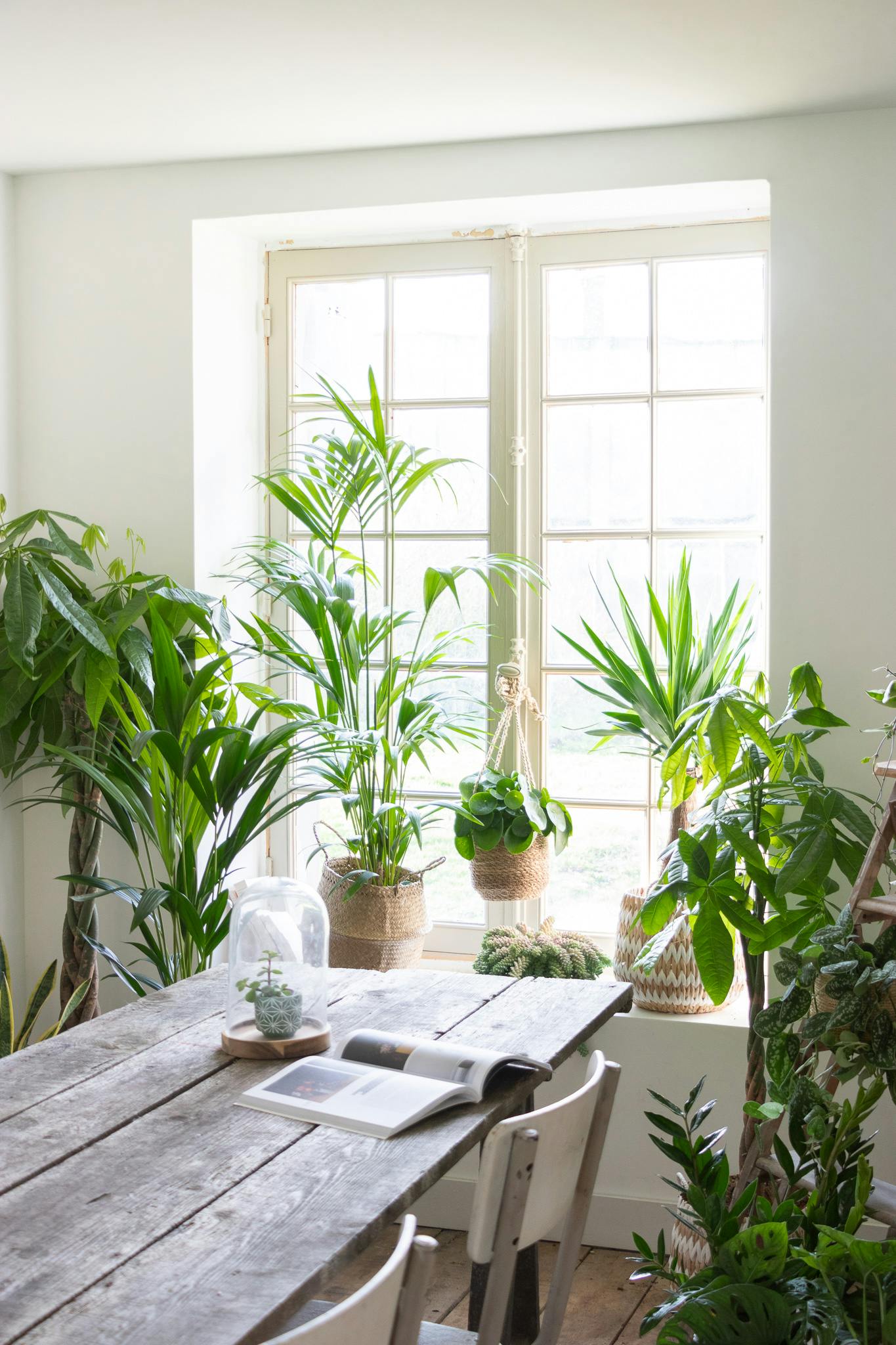 Comment choisir la plante d'intérieur idéale pour son salon