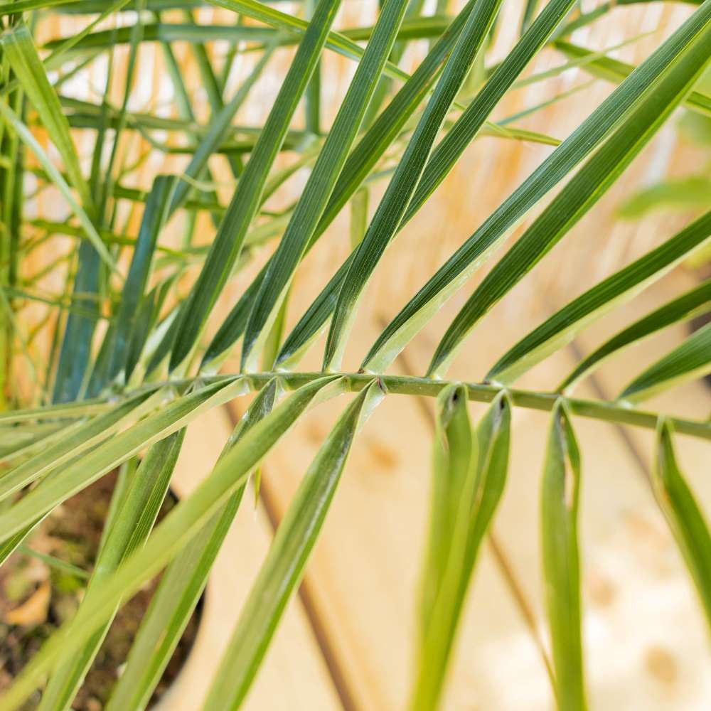Zoom sur Marcos - Phoenix canariensis 