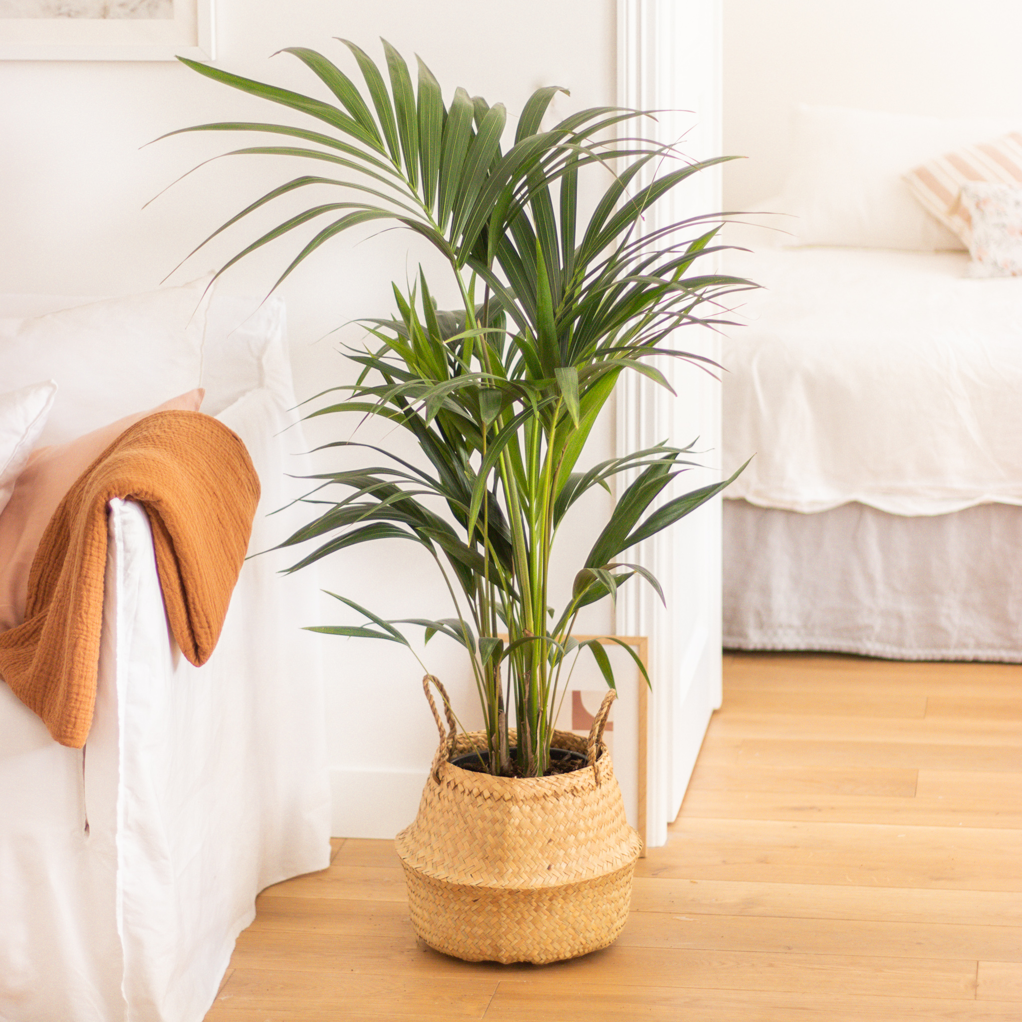 Kentia : nos astuces d