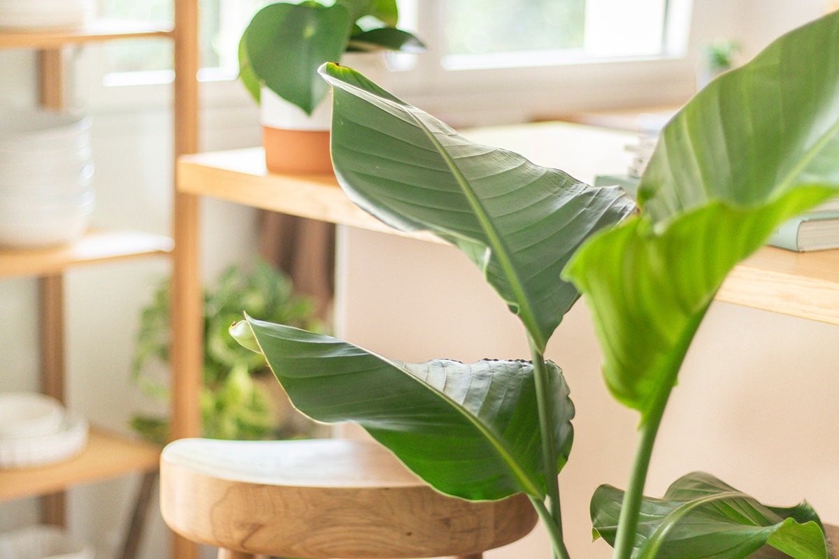 10 plantes d'intérieur faciles à entretenir pour ceux qui n'ont pas la main  verte