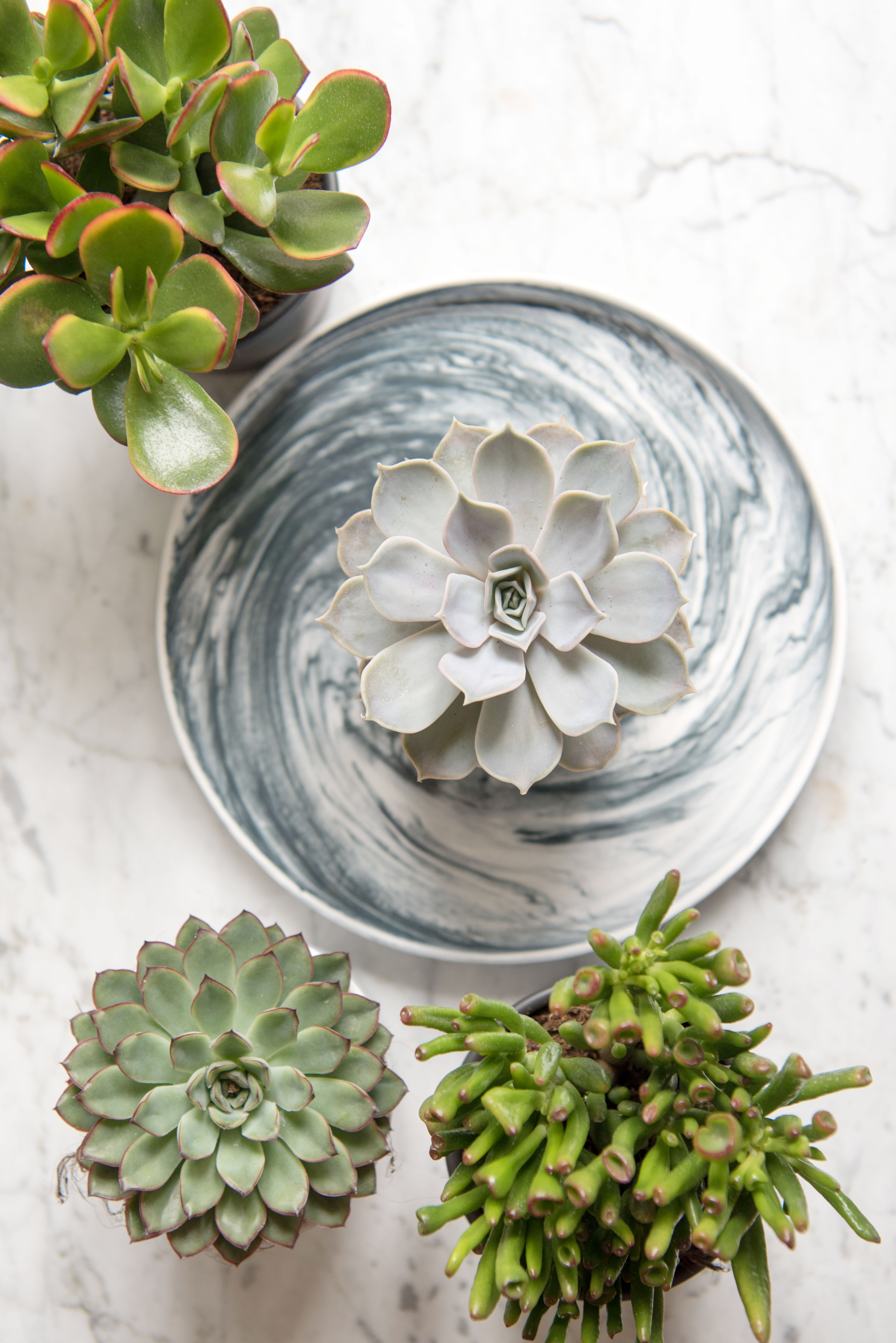 Plantes grasses : nos astuces d