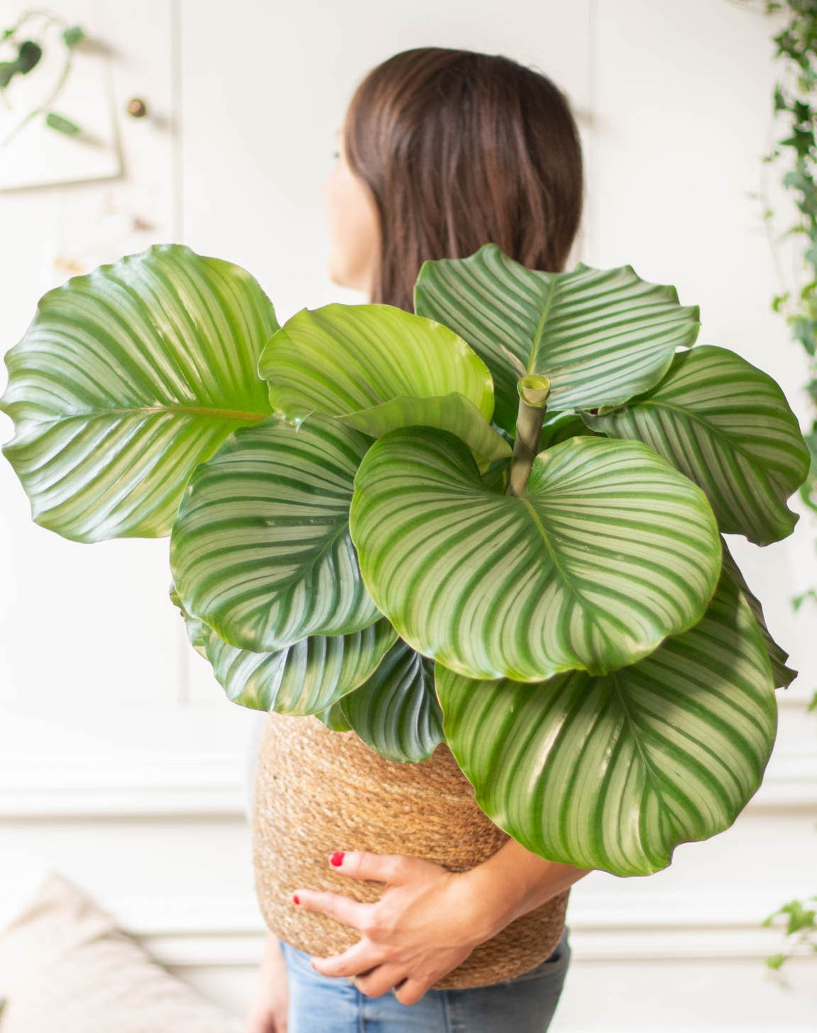 Calathea : nos astuces d