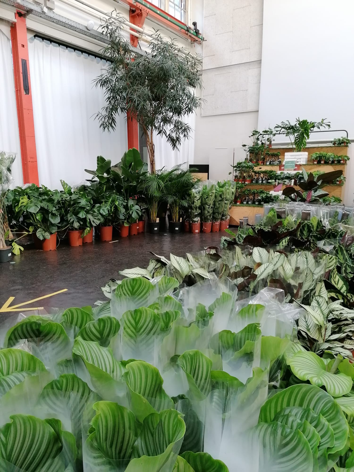 Pop Up Zurich 11 05 2021 Zimmerpflanzen In Der Schweiz Kaufen Bergamotte