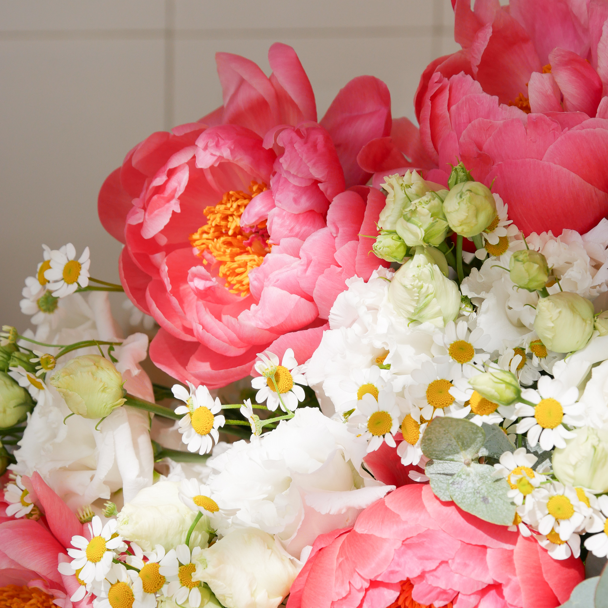 enorme-bouquet-pivoine