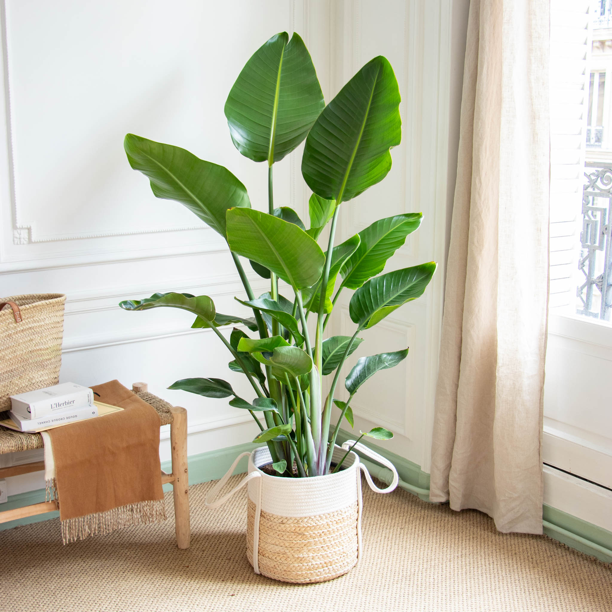 Stanislas M - Strelitzia nicolai (cache-pot non vendu)