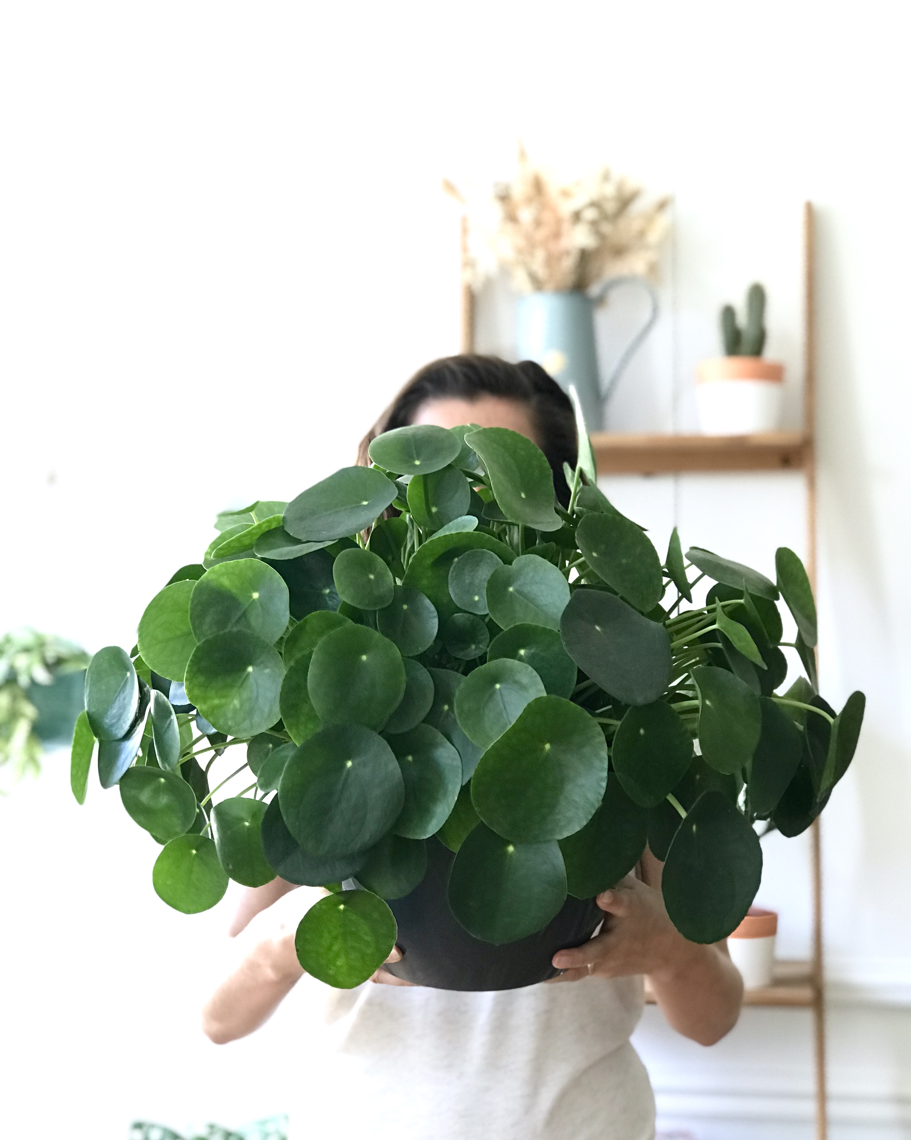 Pilea : nos astuces d
