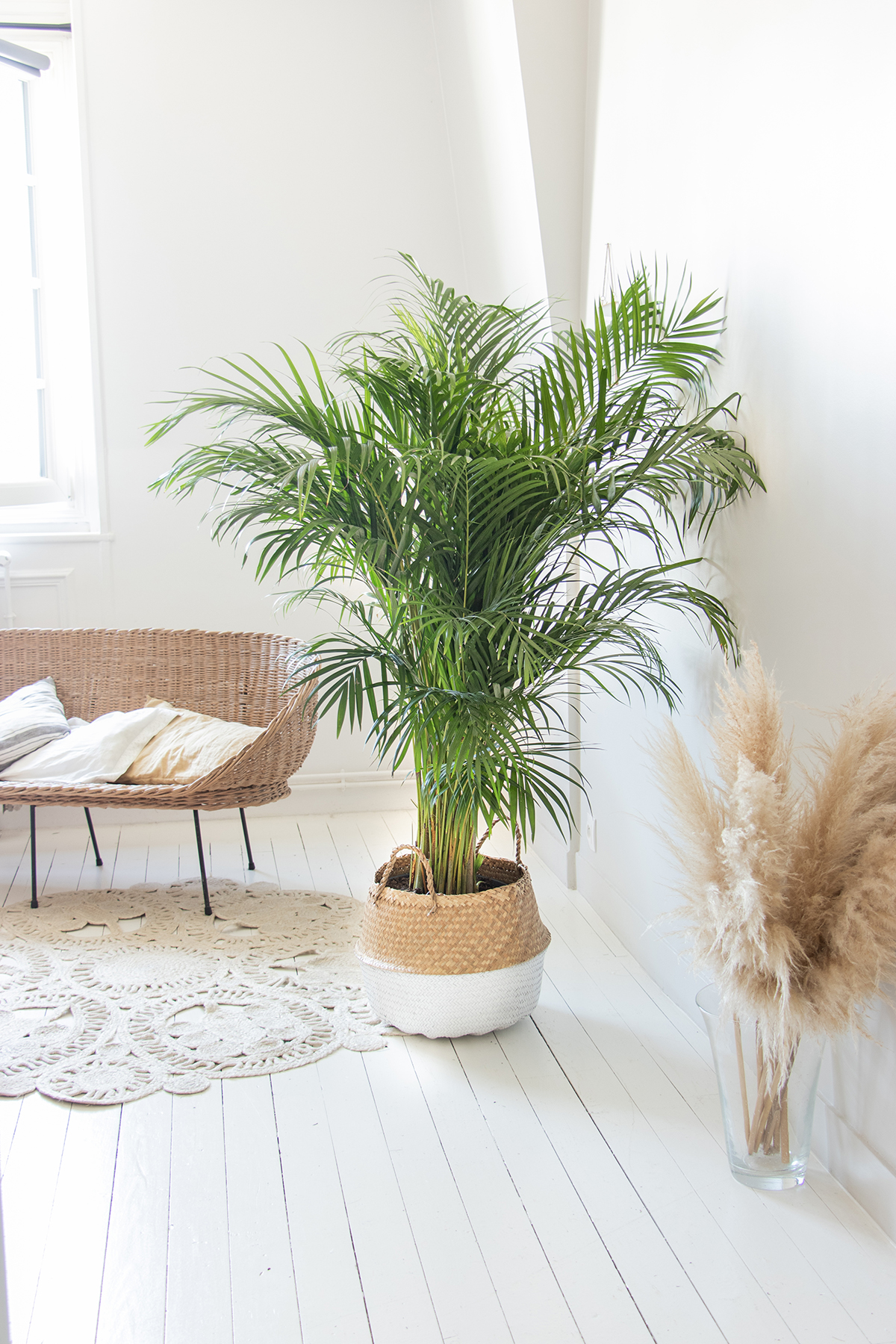 Entretien Areca : conseils utiles et besoins essentiels