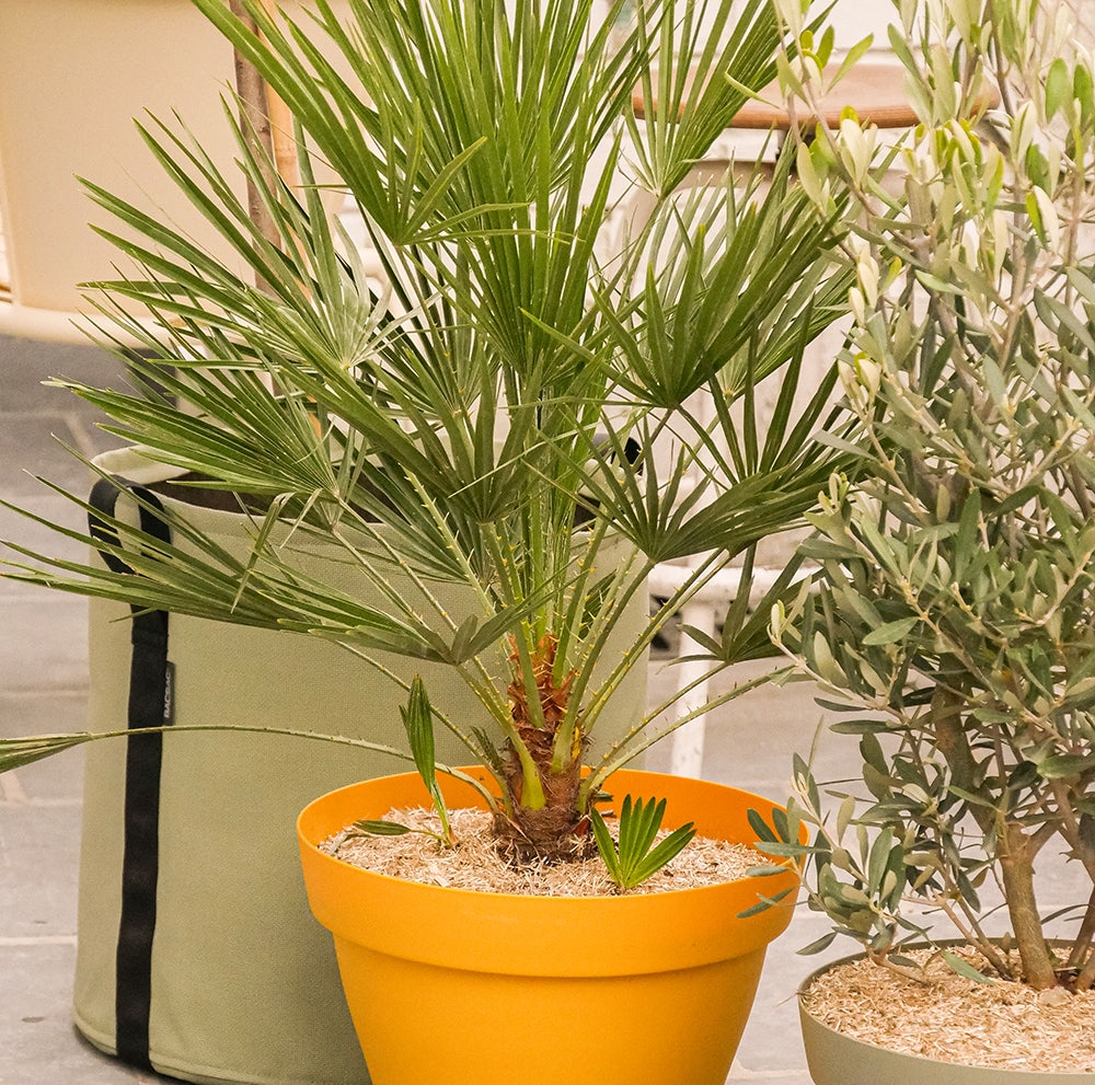 Cultiver un palmier en pot : Arrosage, entretien, rempotage