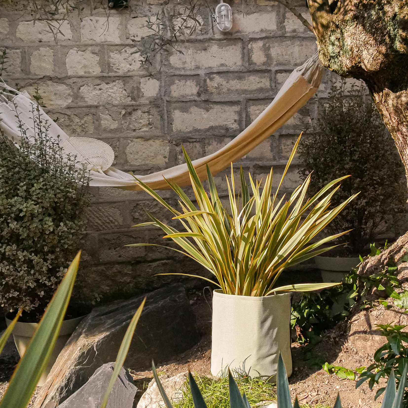 phormium-en-pot
