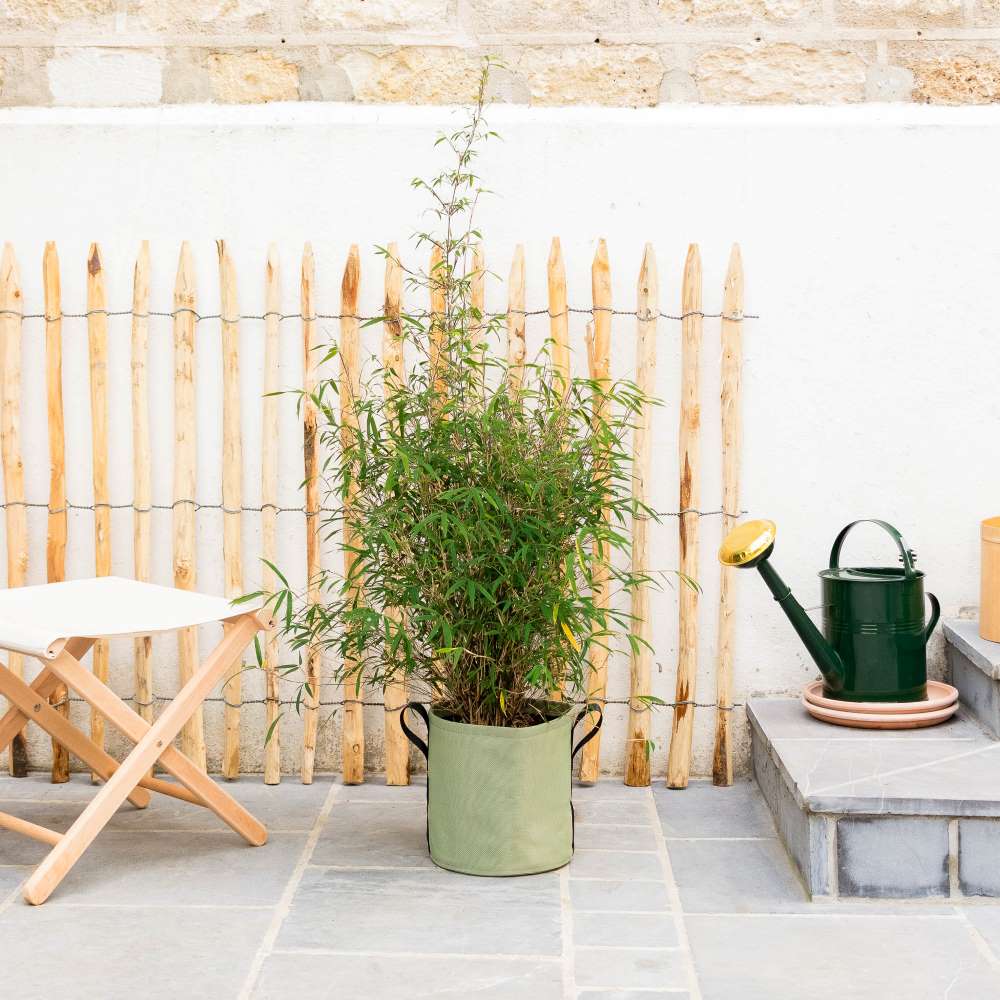 entretien-bambou-fargesia