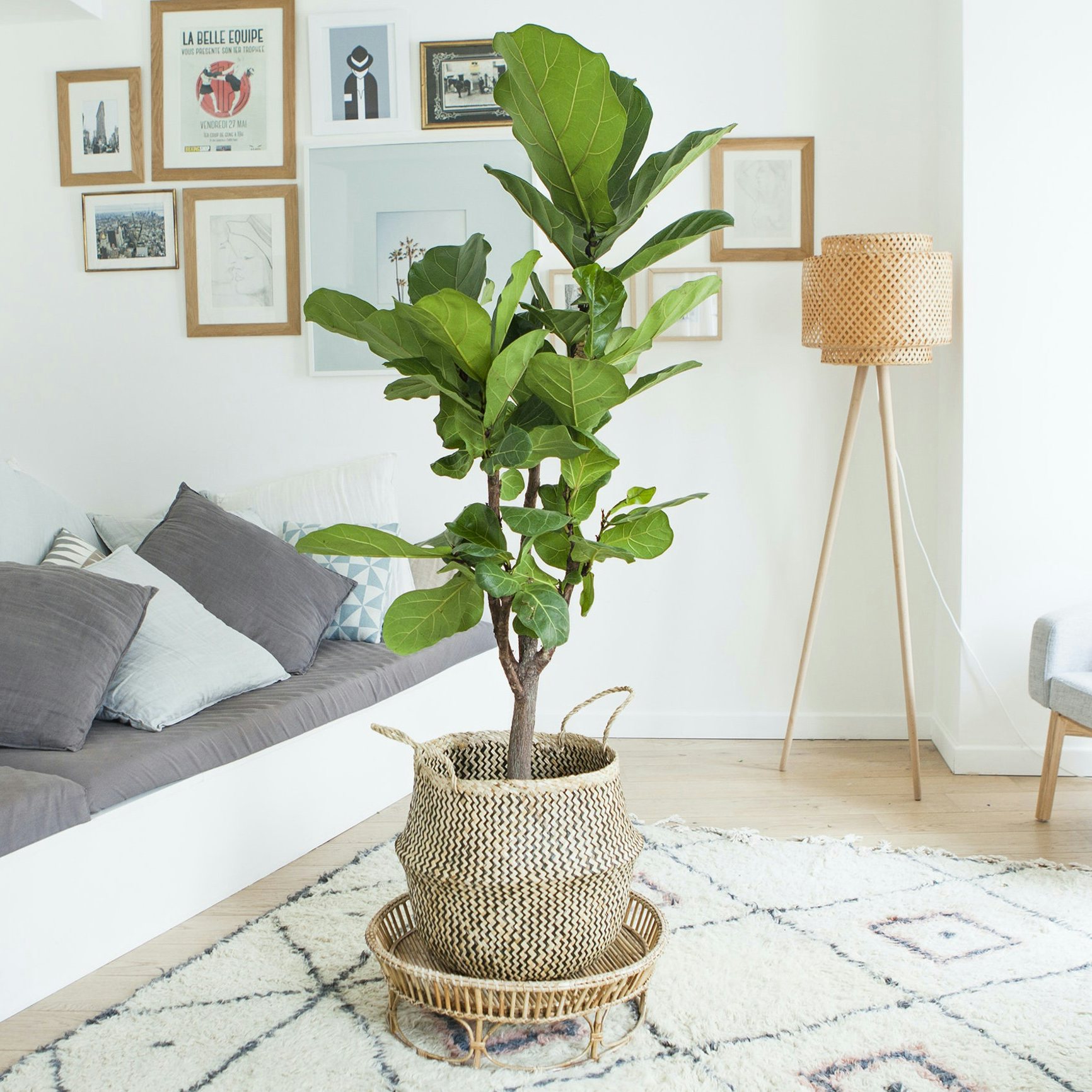 Comment choisir la plante idéale pour son salon ? | Bergamotte
