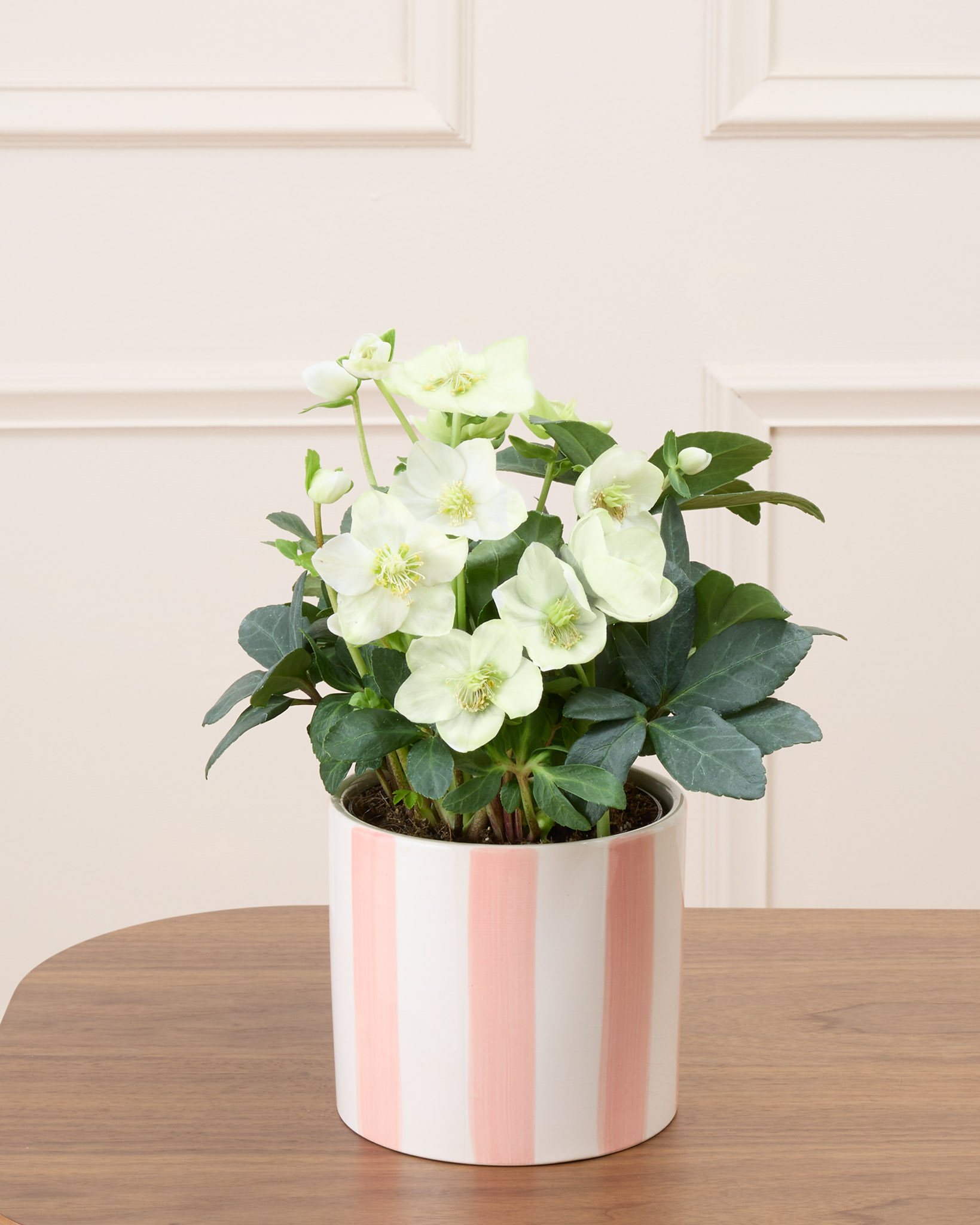 Hermine et son cache-pot rayé rose - Hellébore