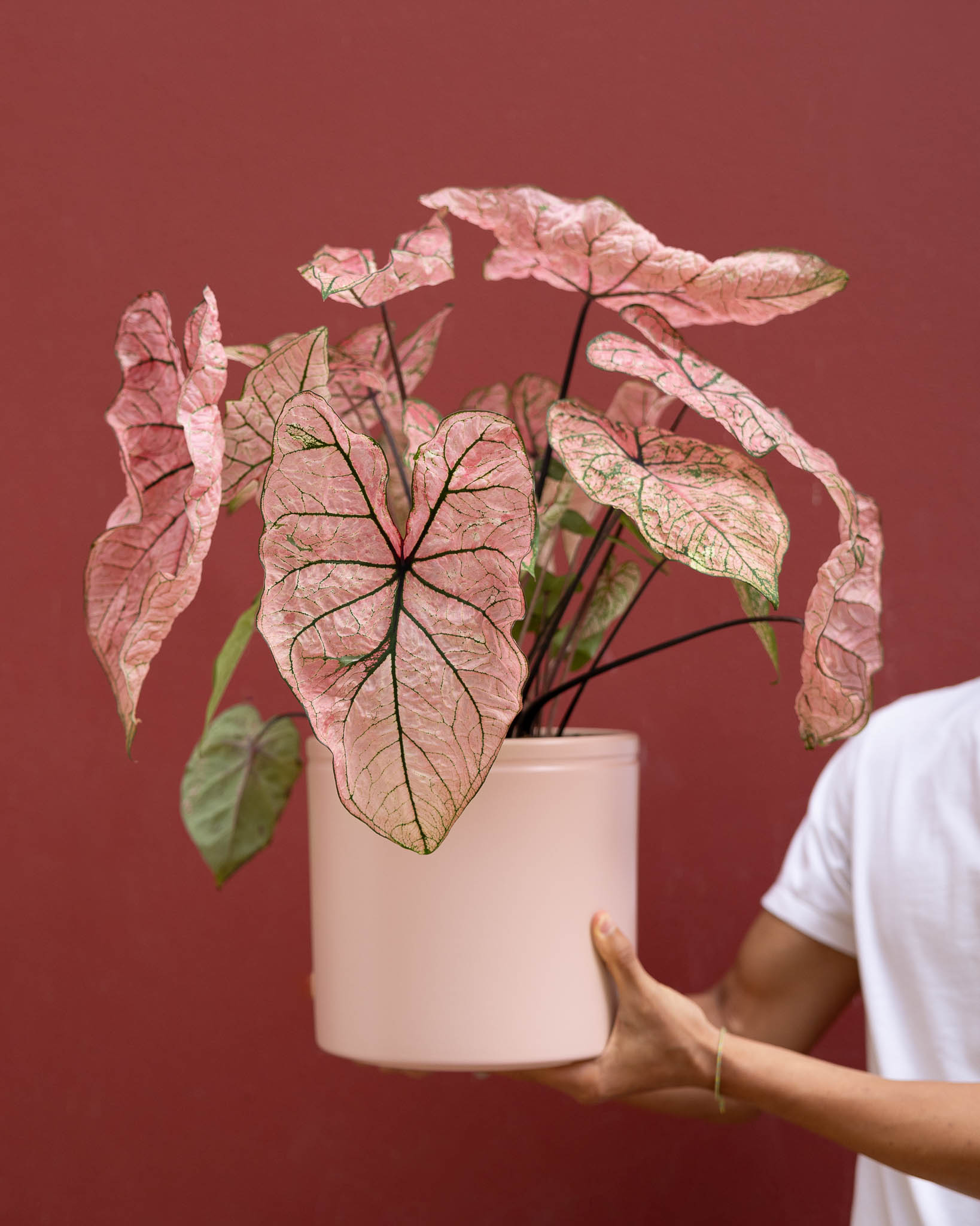 Caladium 