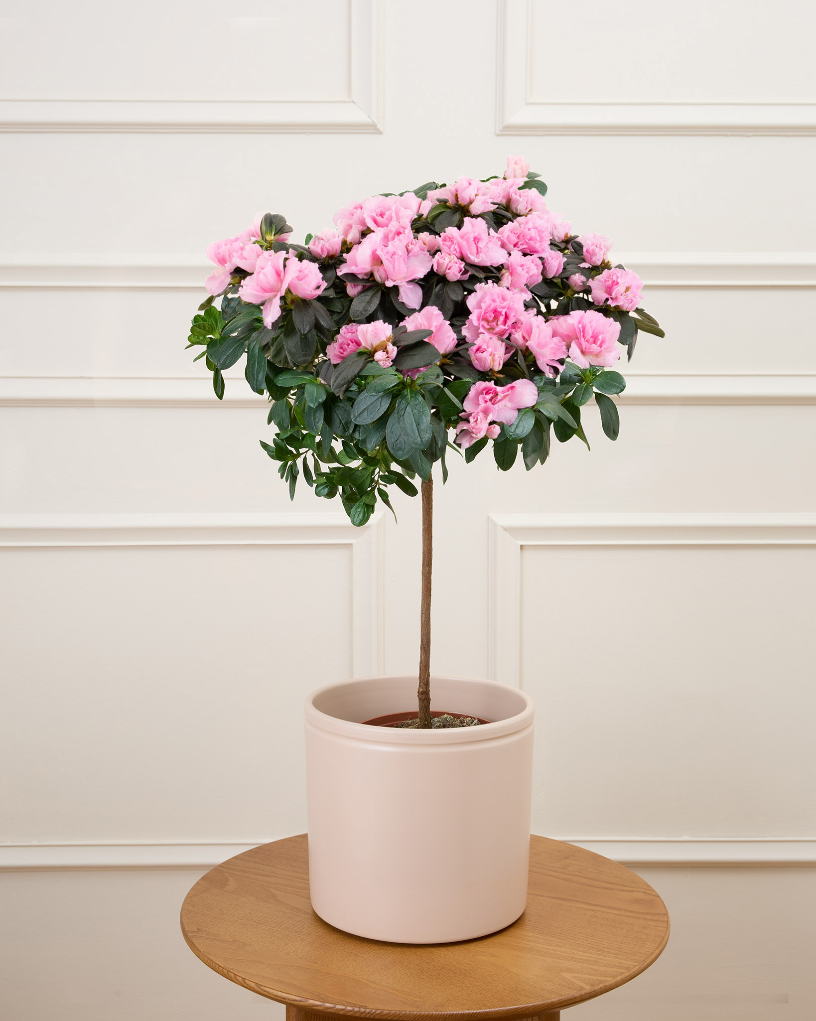 Azalée Aimée et cache pot en céramique