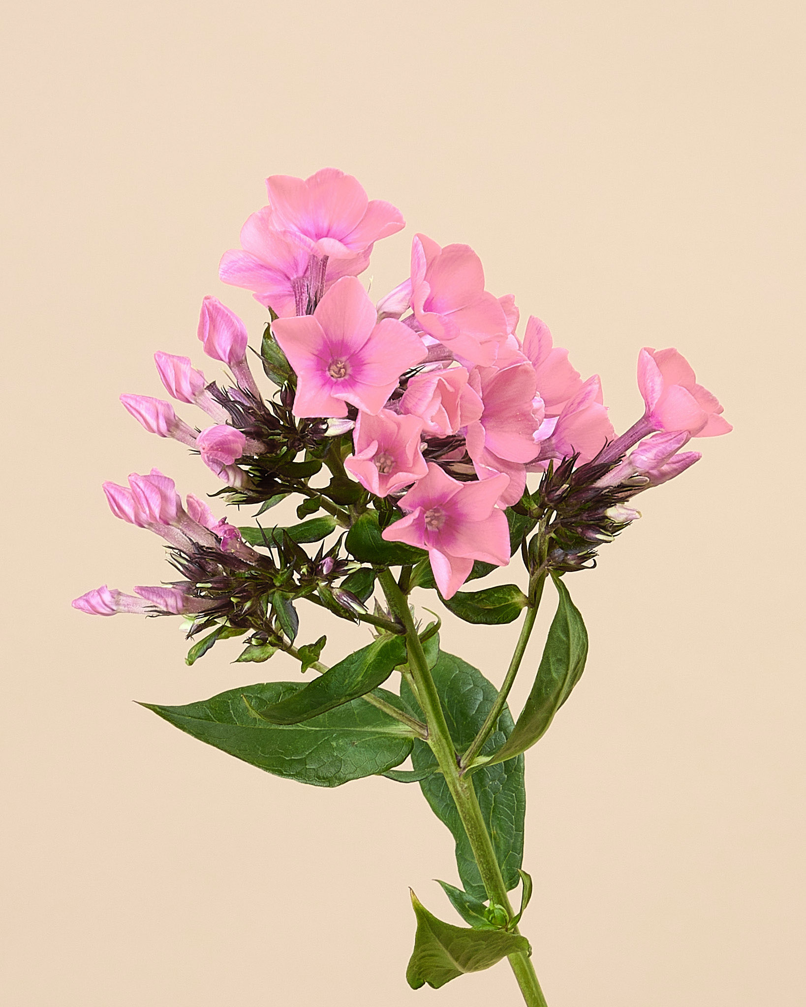 Phlox