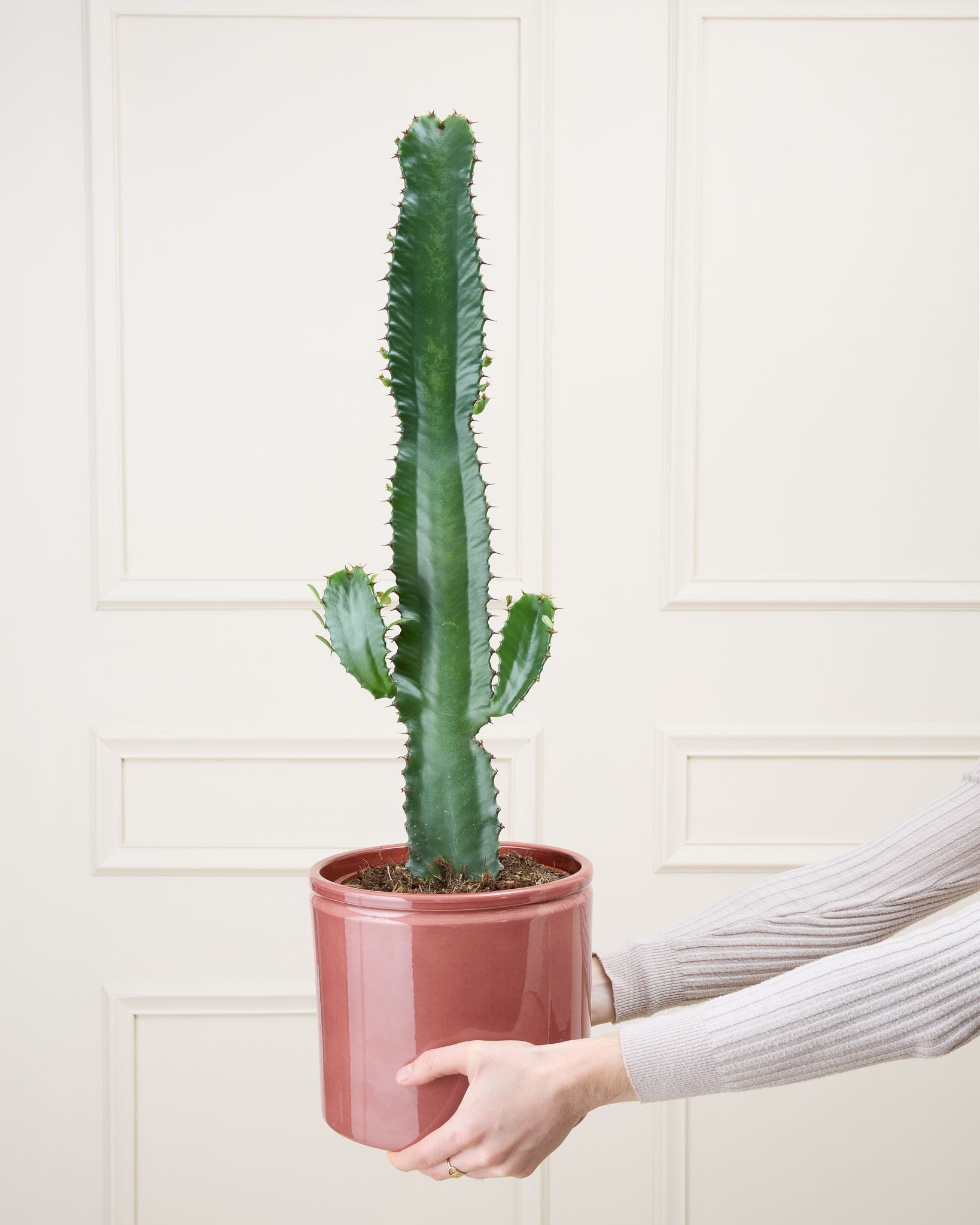 Pablo et son cache-pot en céramique - Euphorbia acrurensis