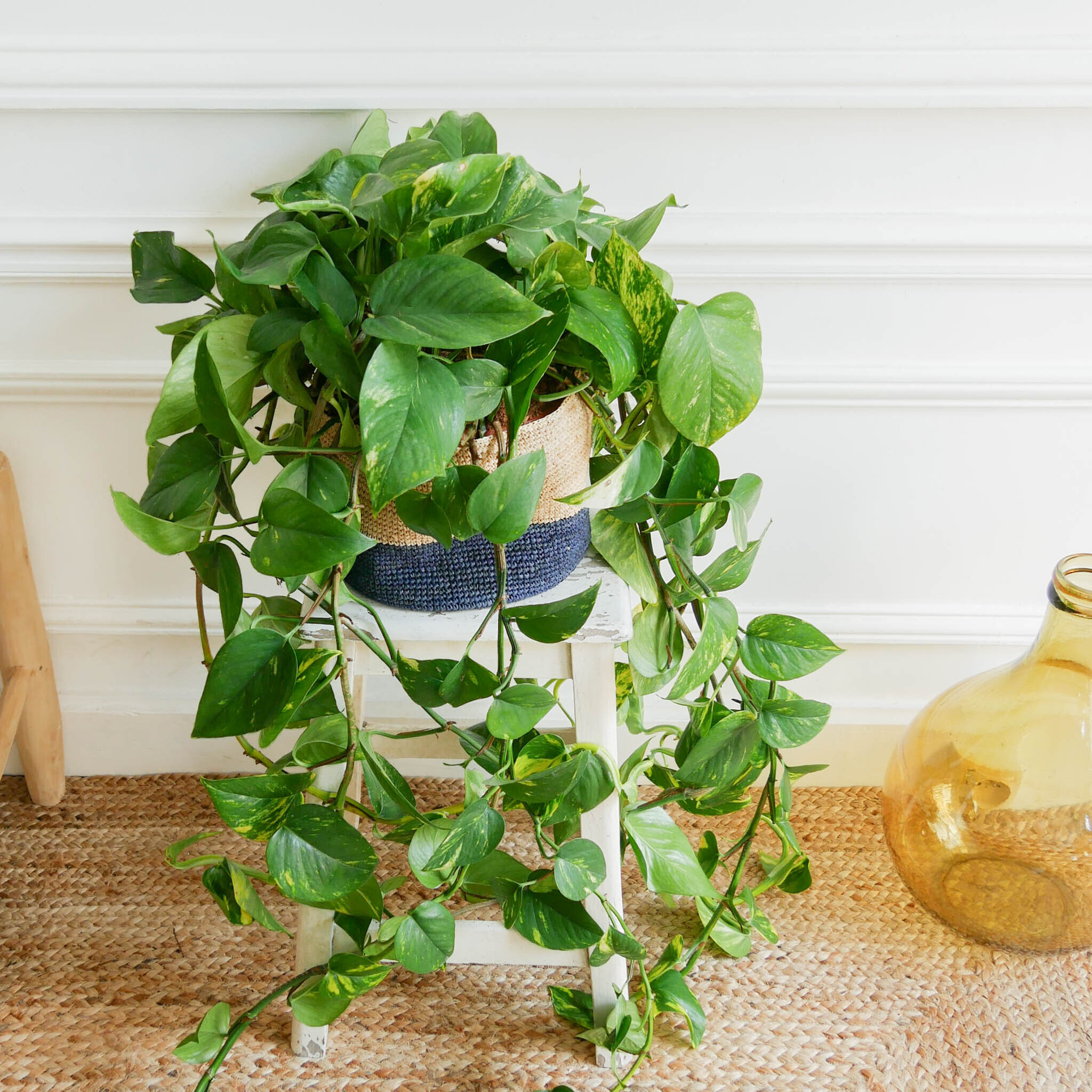 Pothos Pflanzen online kaufen Pflanzenversand Bergamotte