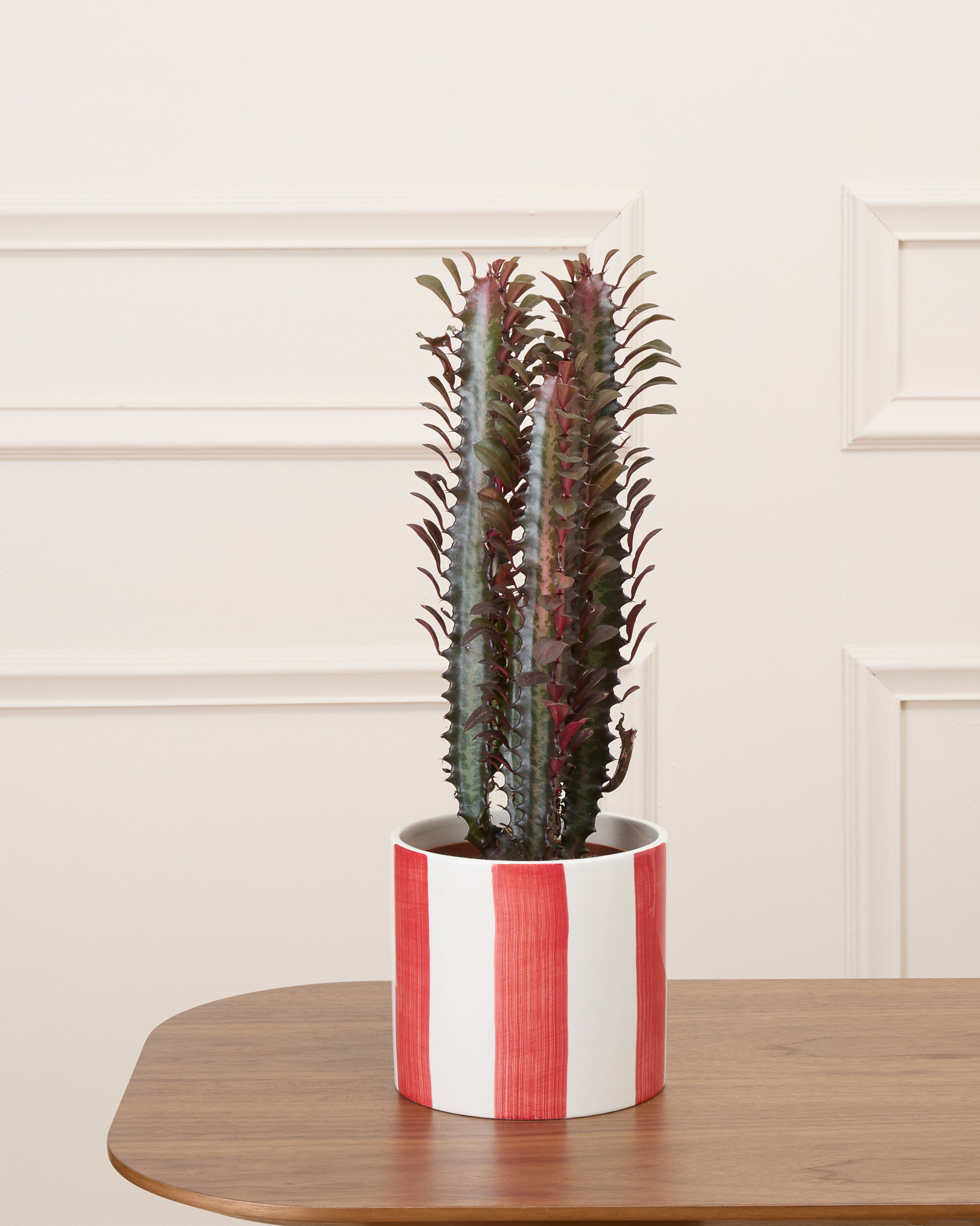 Gus et son cache-pot rayé rouge - Cactus rouge