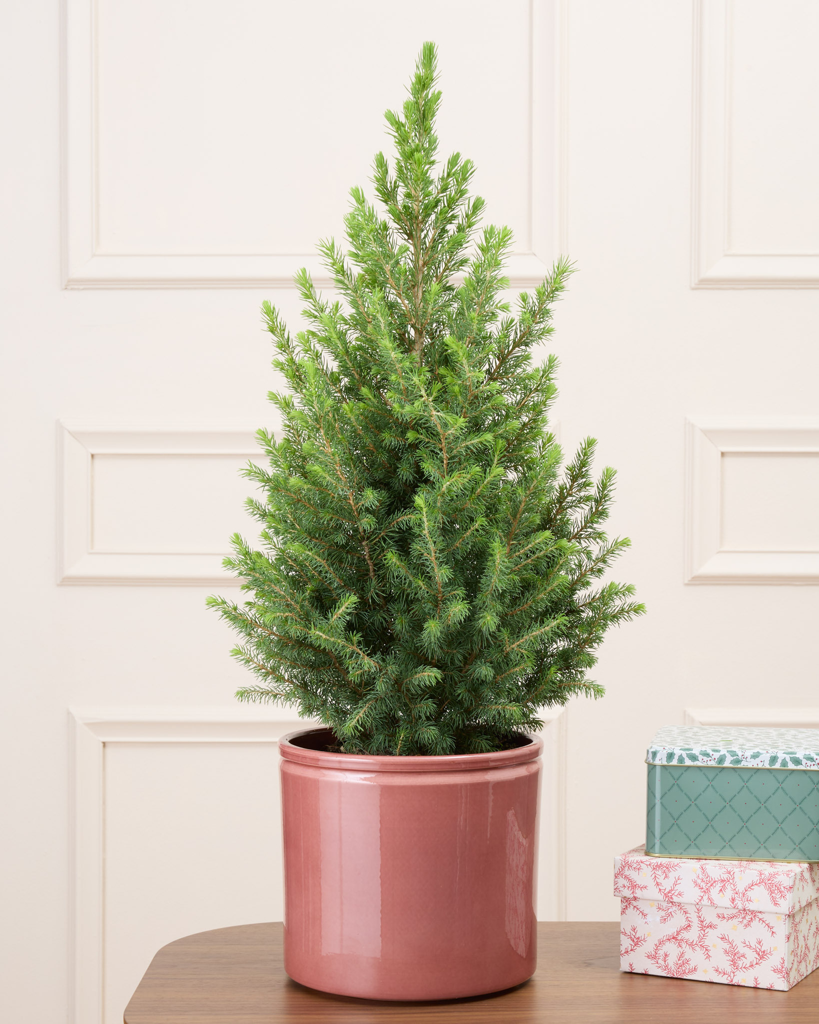 Melchior et son cache-pot en céramique personnalisable - Sapin de Noël en pot