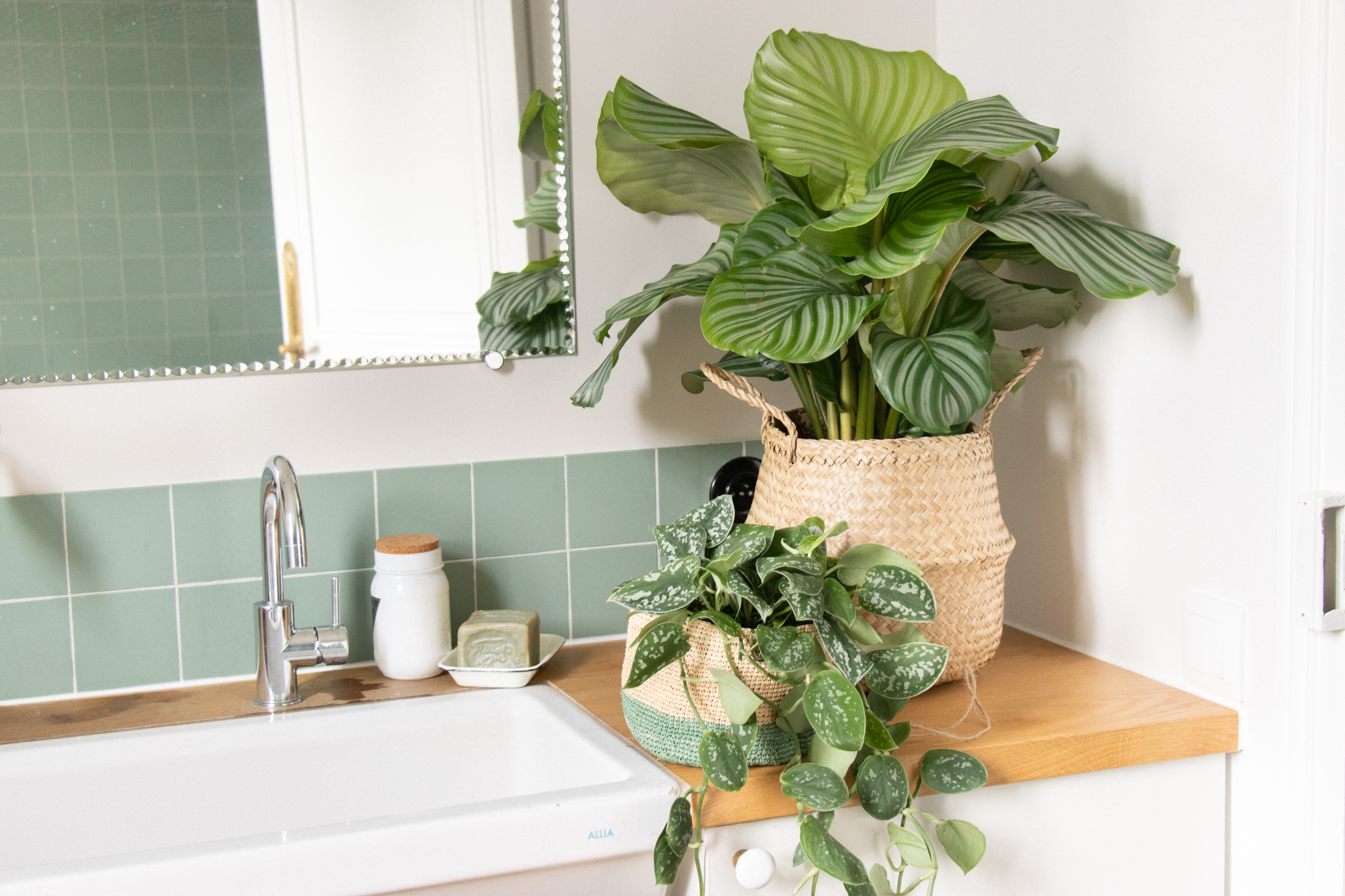 calathea