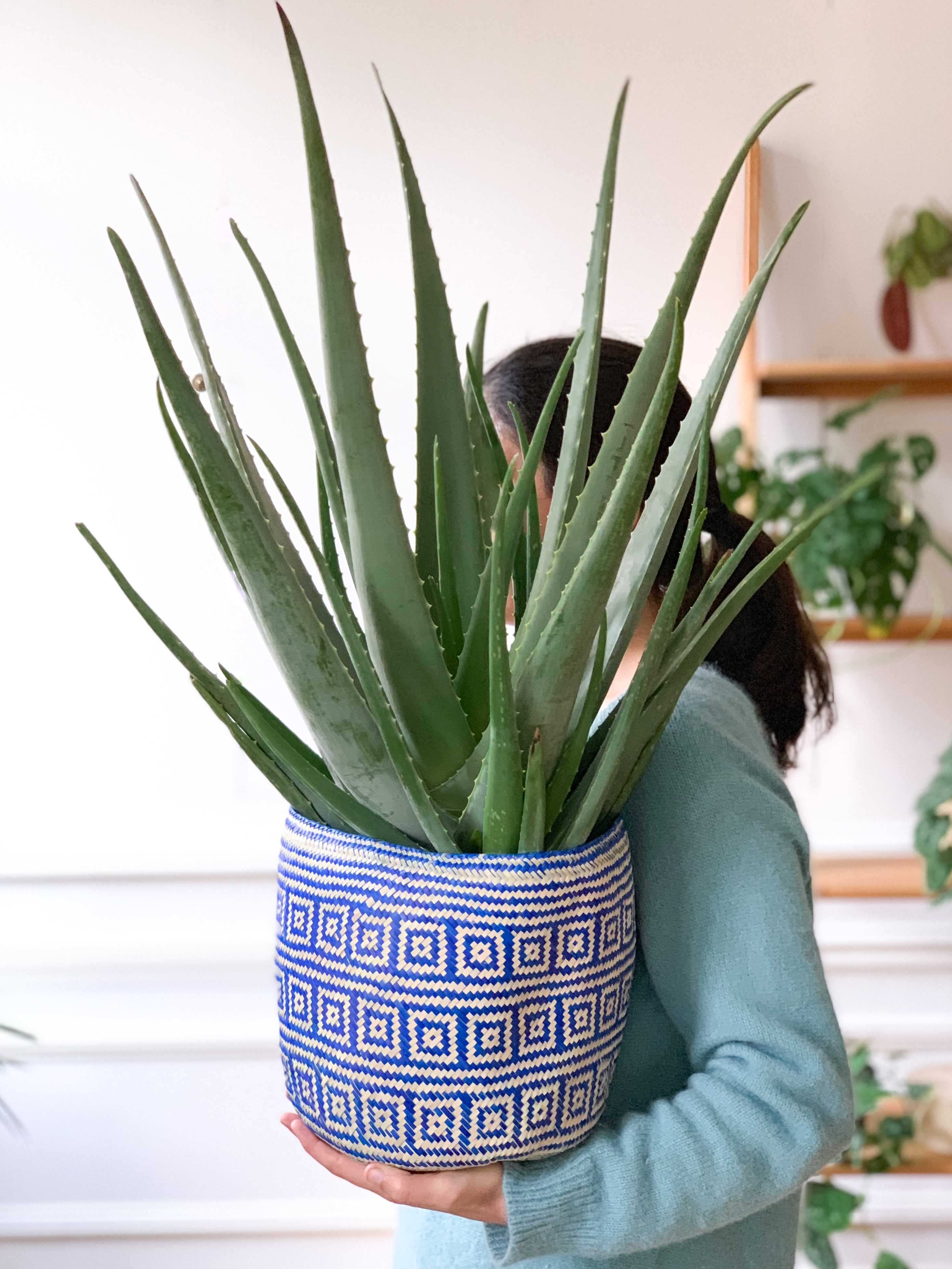 Aloe Vera : nos astuces d