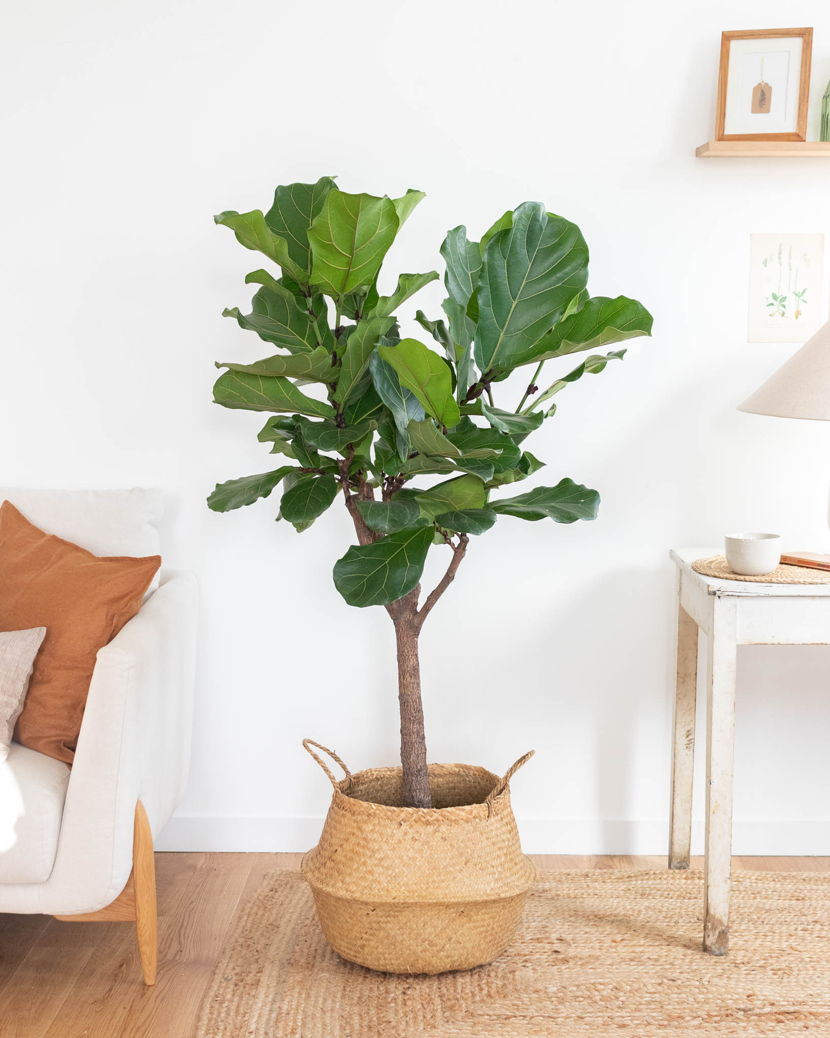 Ficus-Herbert