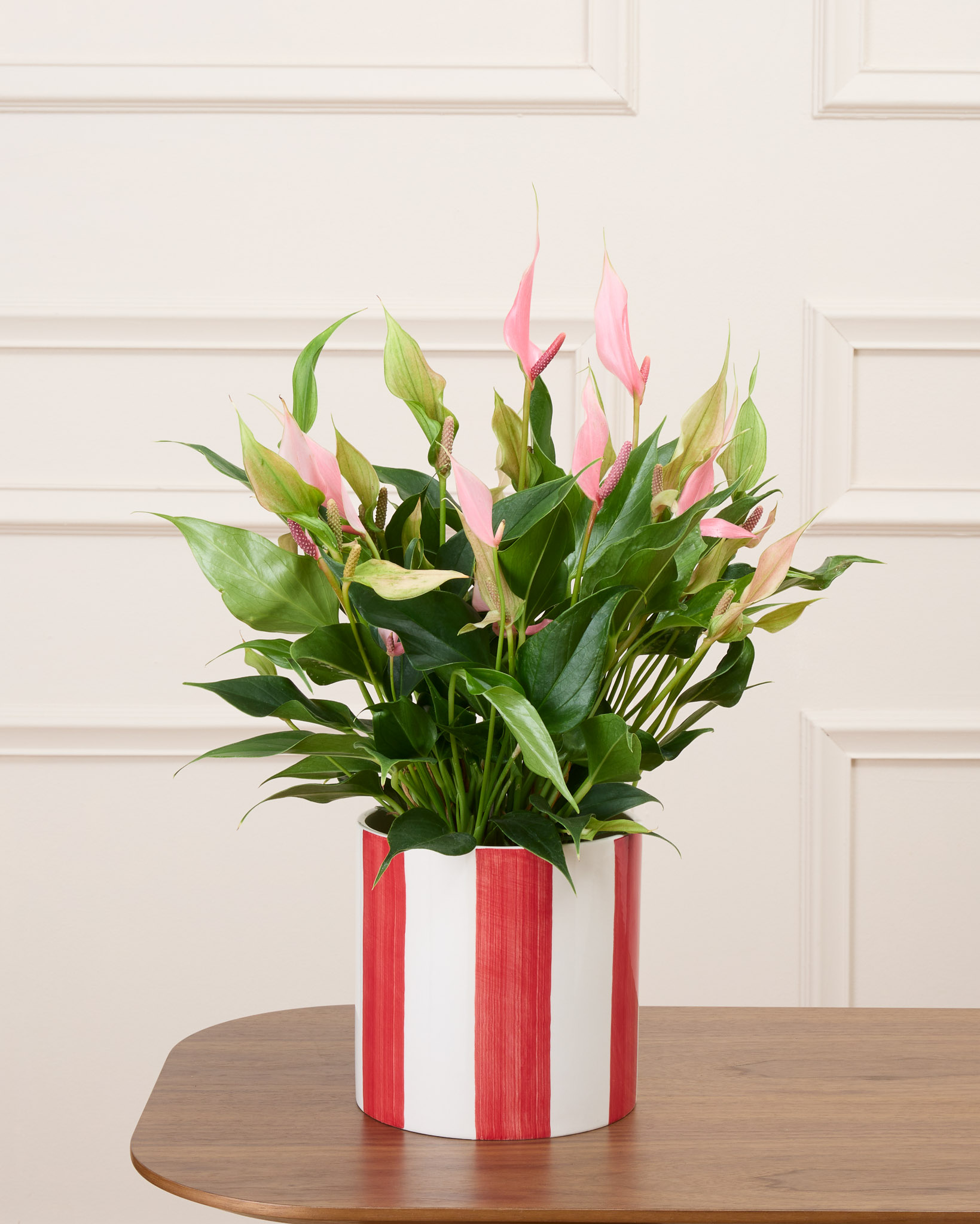 Alicia et son cache-pot rayé rouge - Anthurium 
