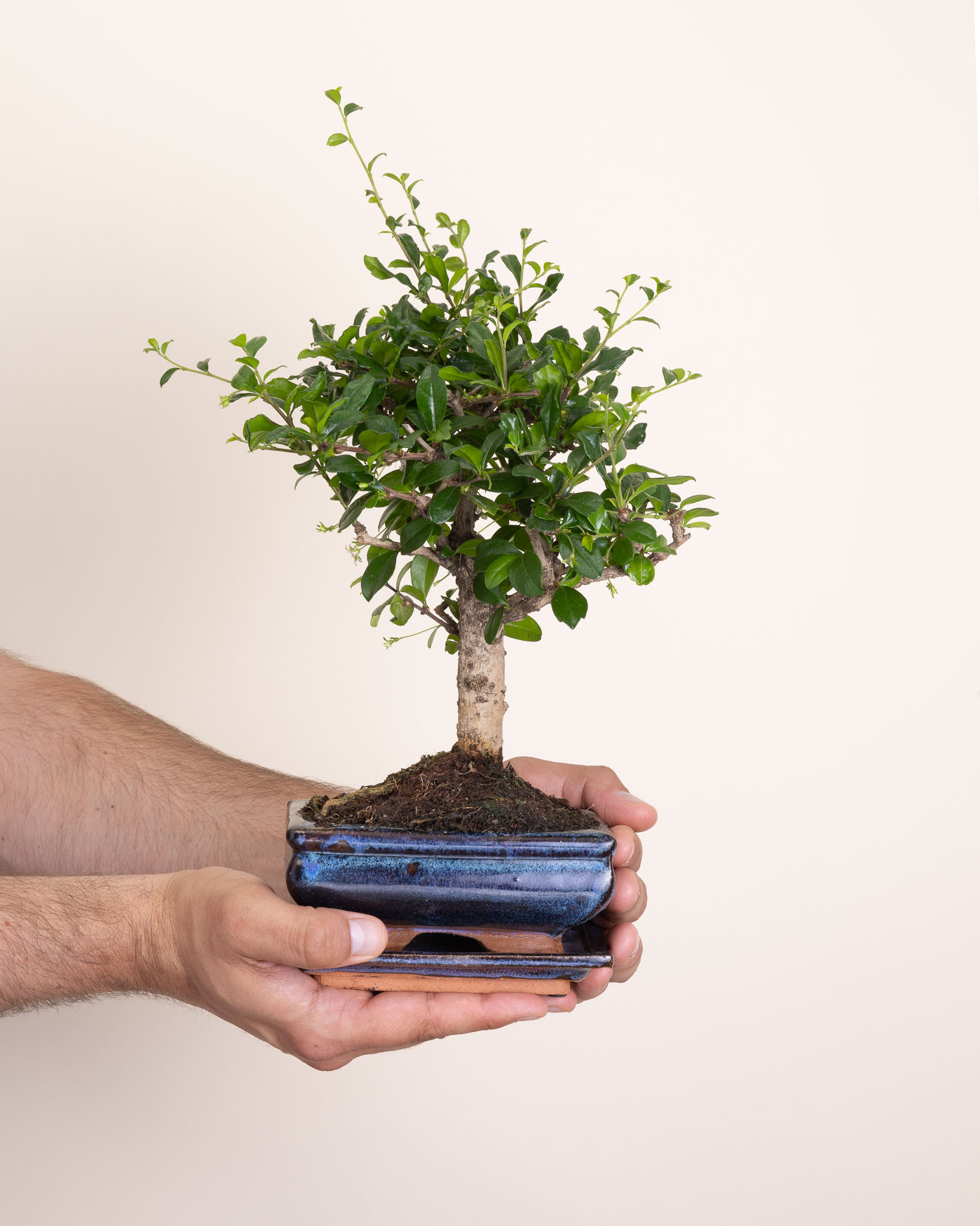 bonsai Carmona microphylla 