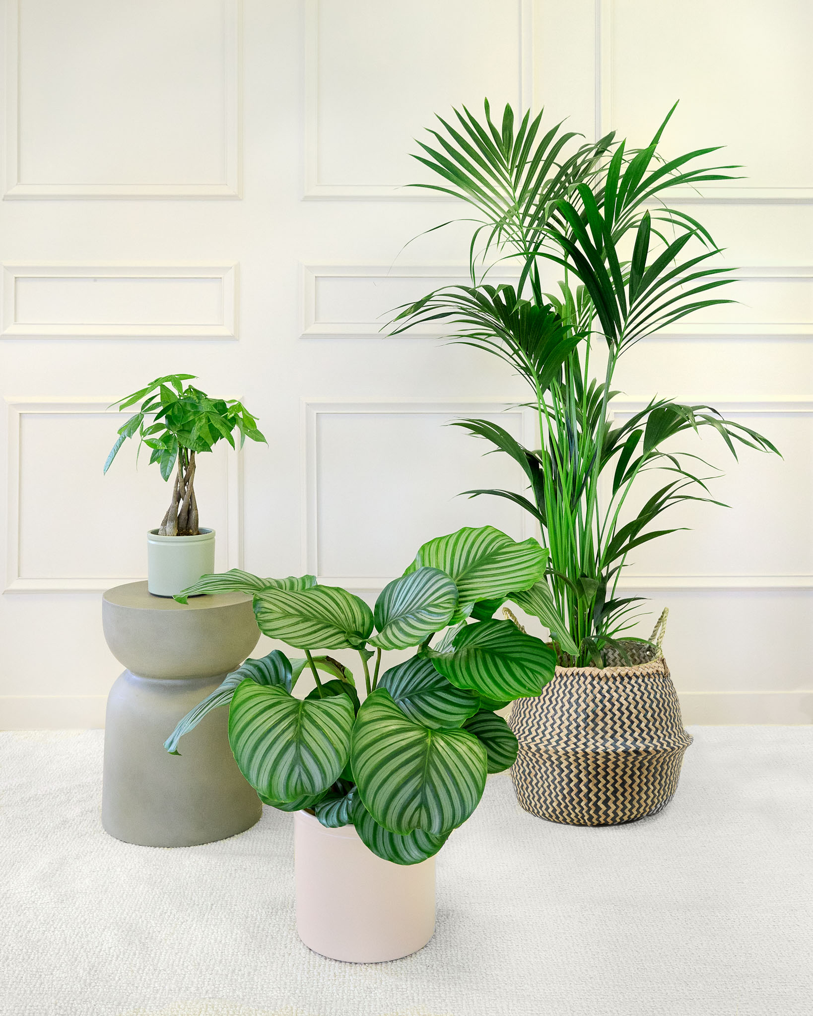 Sélection Plantes Pet Friendly avec cache-pots