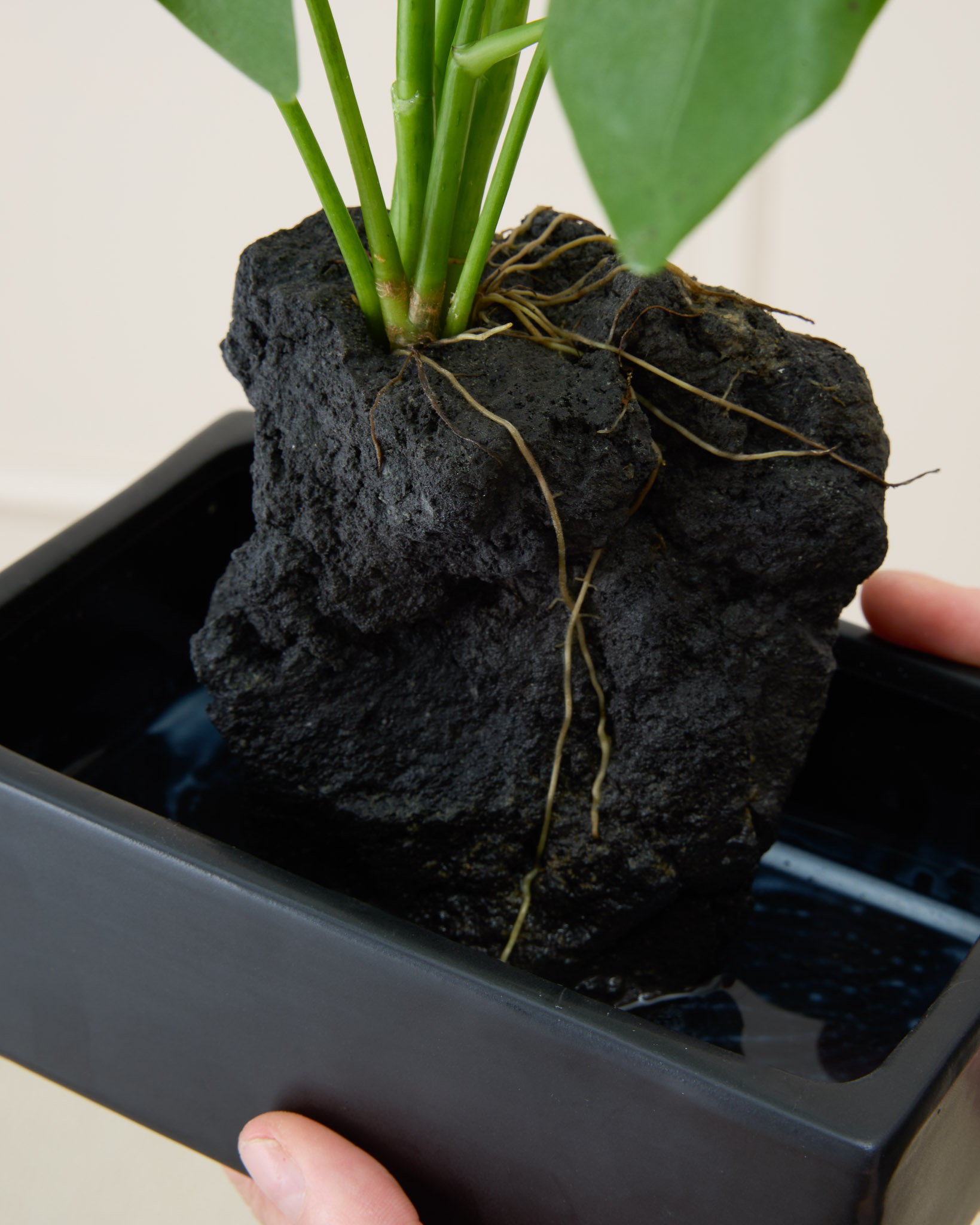 Zoom sur Etna - Schefflera sur pierre de lave