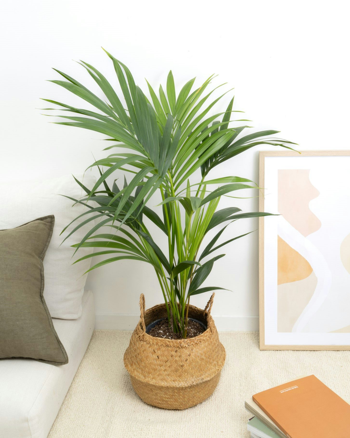 Le palmier Kentia : une plante verte idéale et facile – Bakker.com