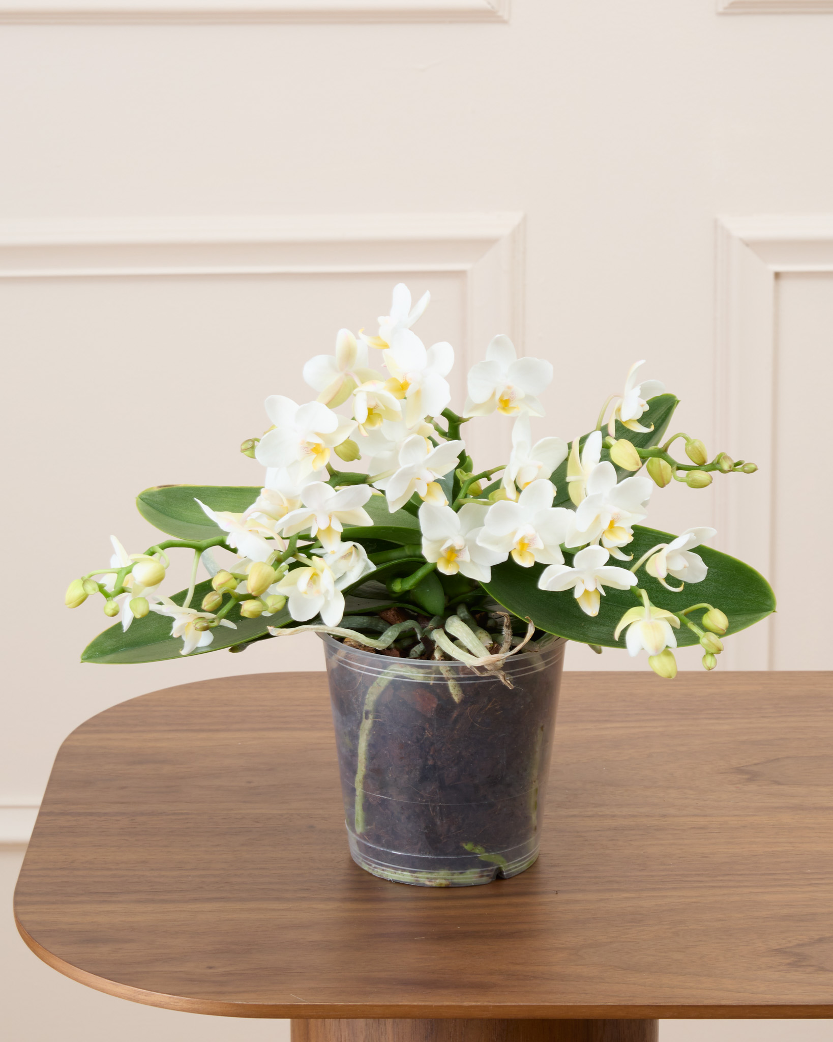 Bianca sans cache-pot - Phalaenopsis blanc