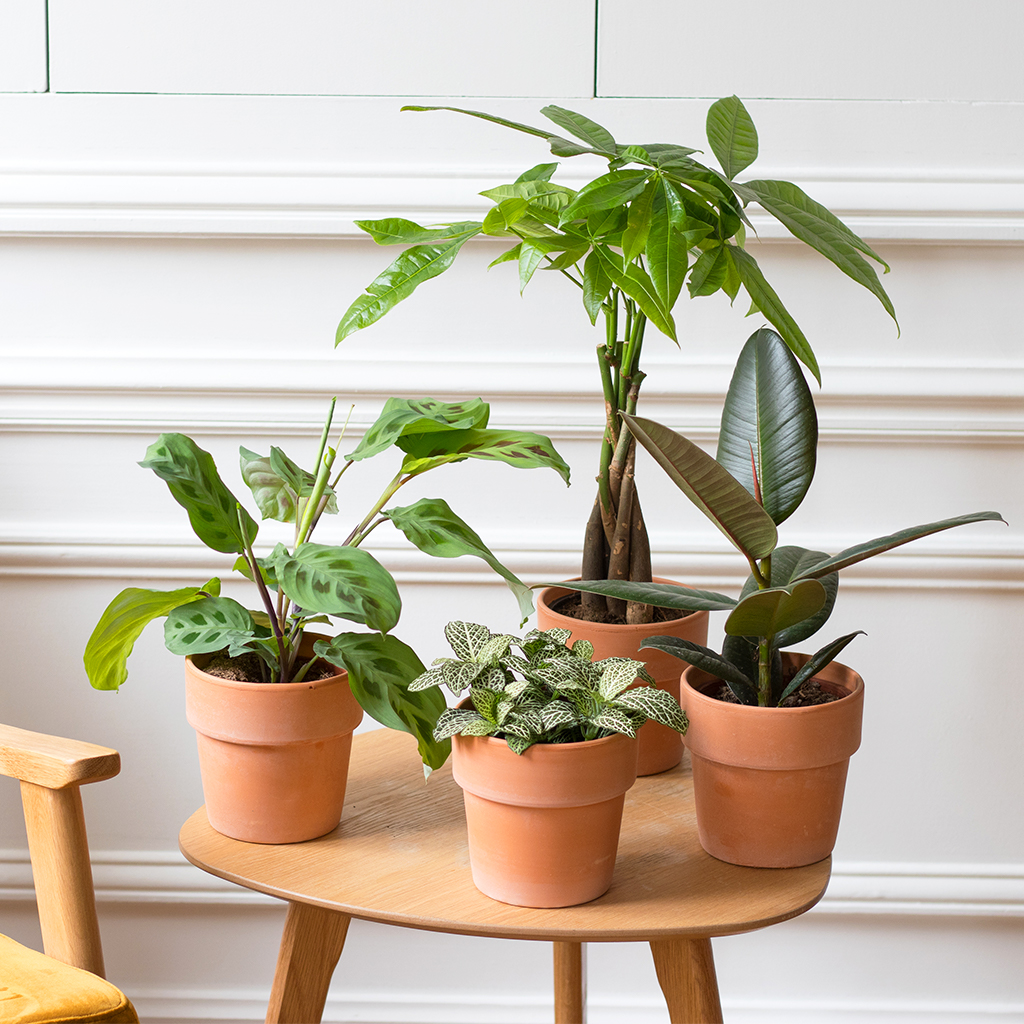 c 90 jours france visa bouquets en Découvrez de sélection France notre de fleurs