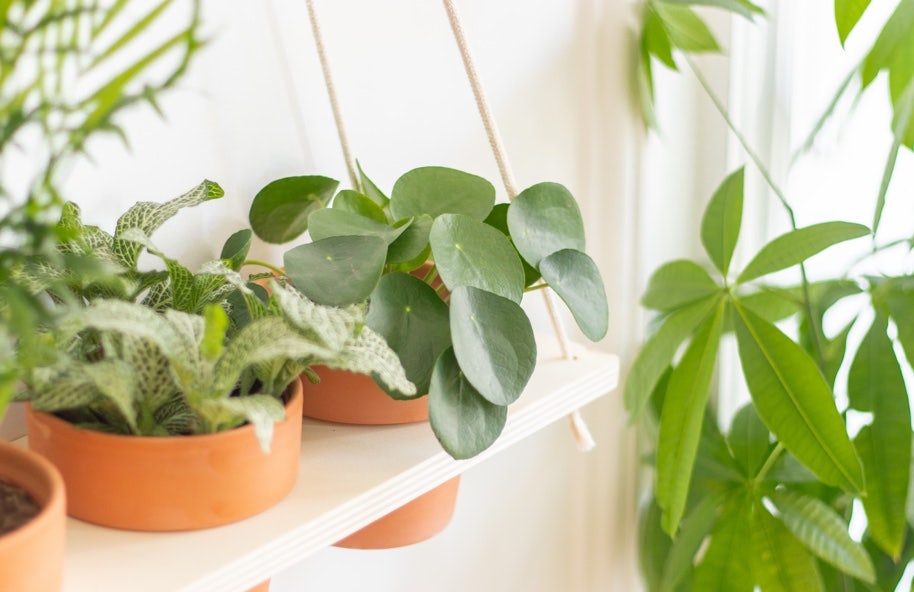 Plant