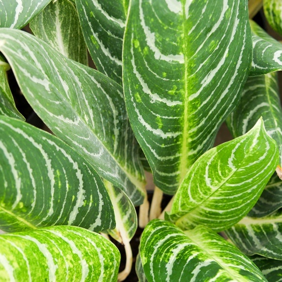 Details plants Producer