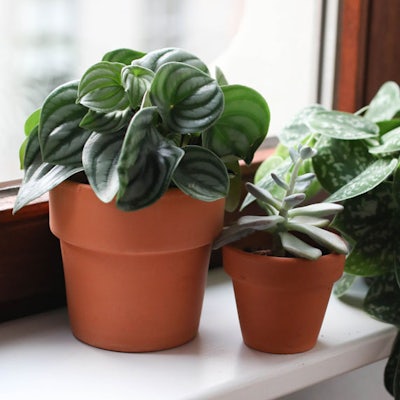 Plant detail 2