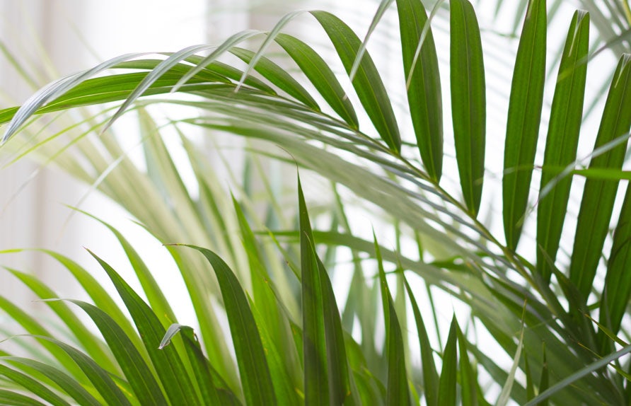 Plant detail 1