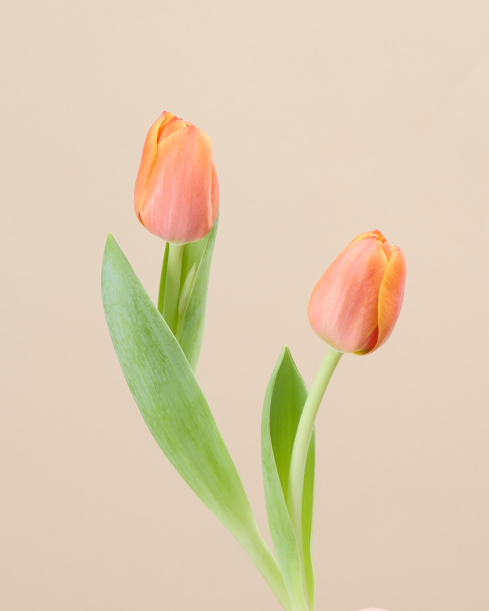 Tulipe