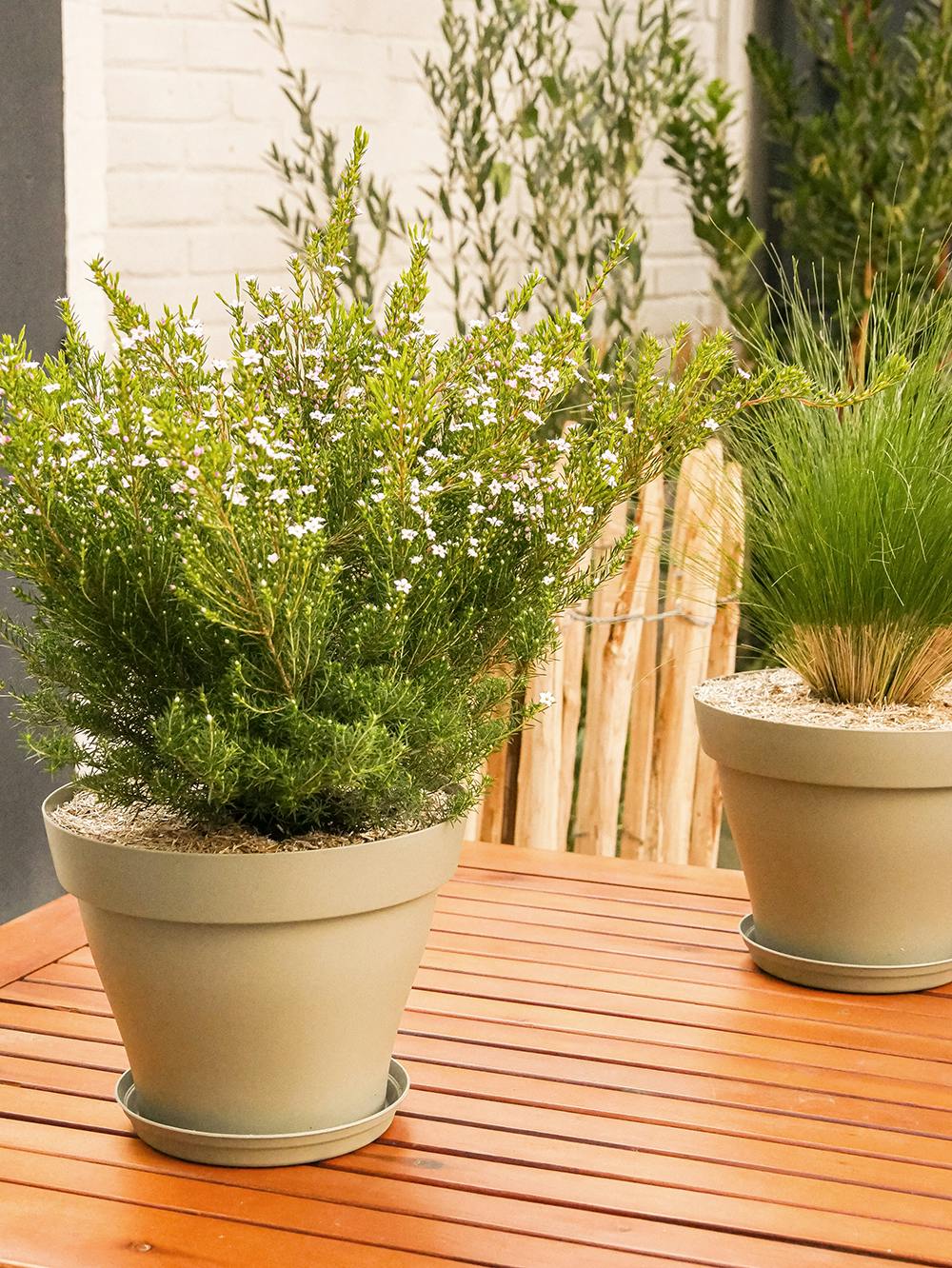 Comment entretenir les plantes d'extérieur en pot ?