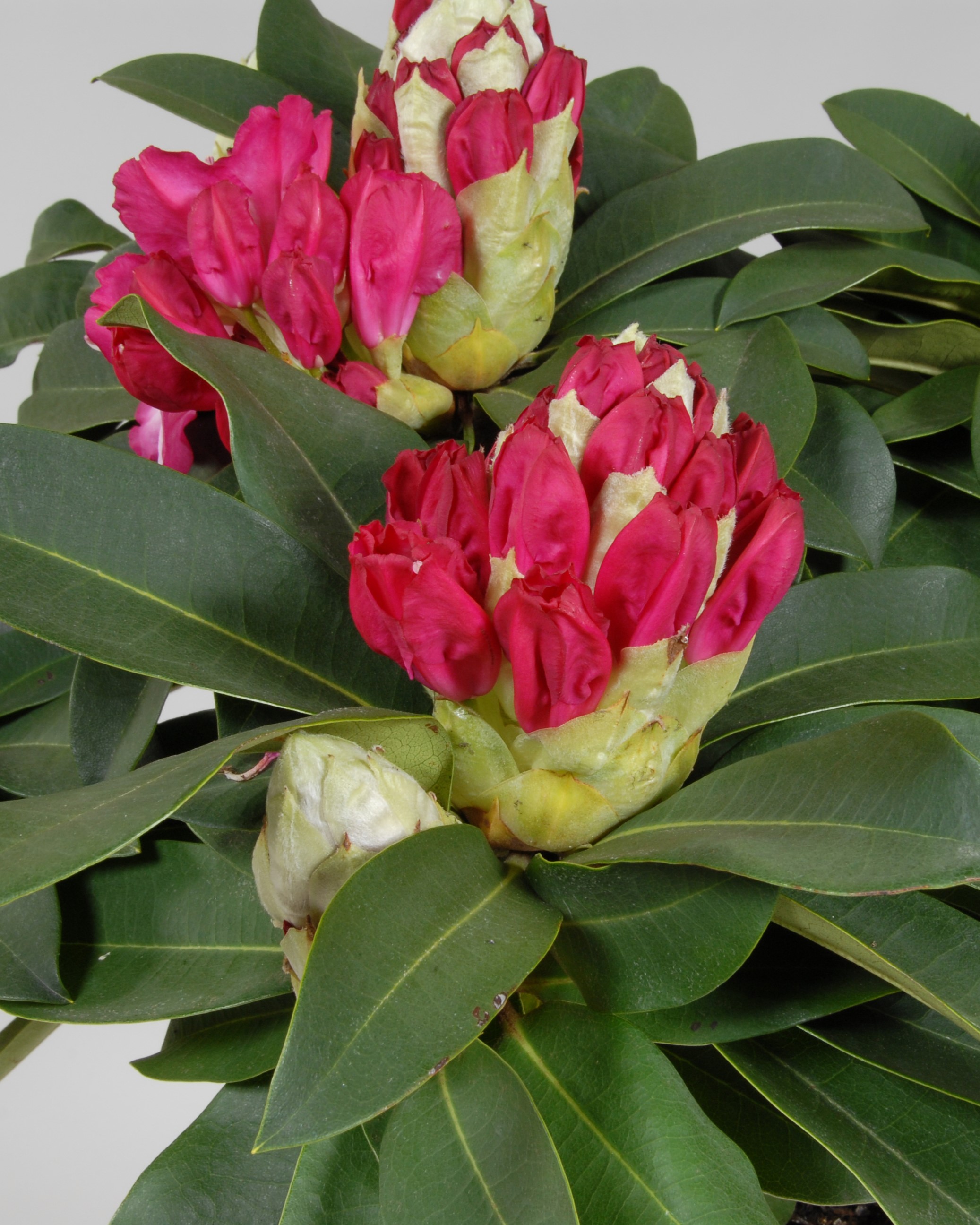 Zoom sur les boutons en cours d