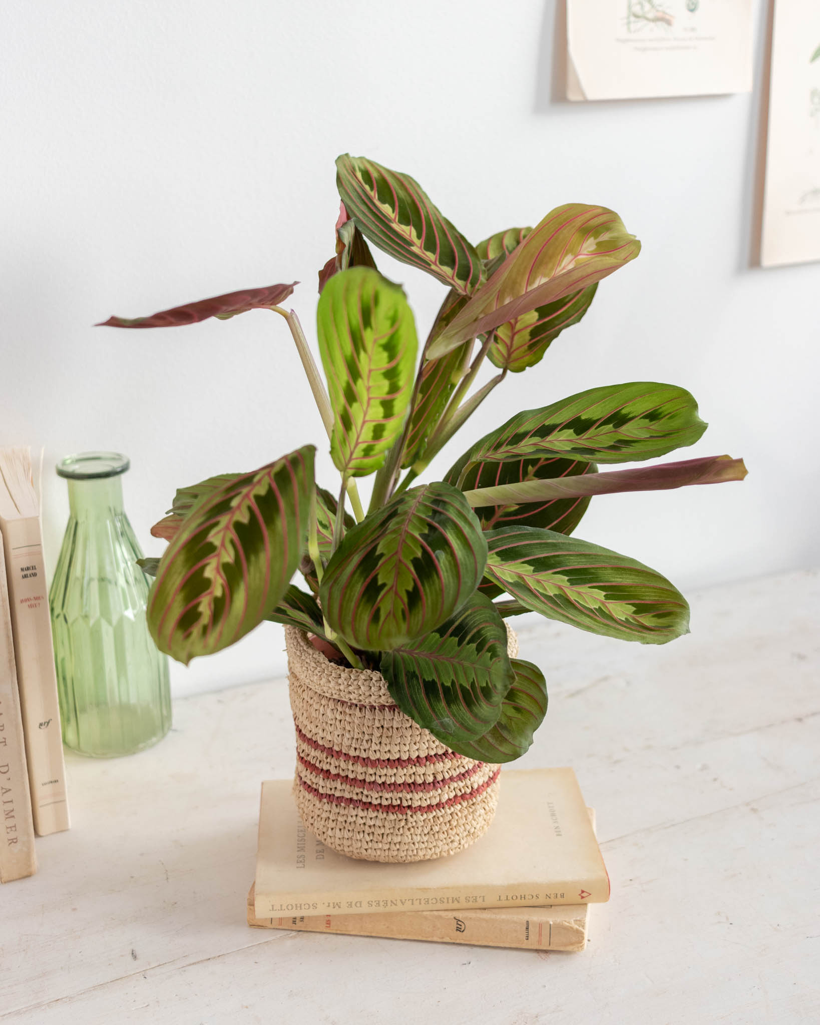 maranta