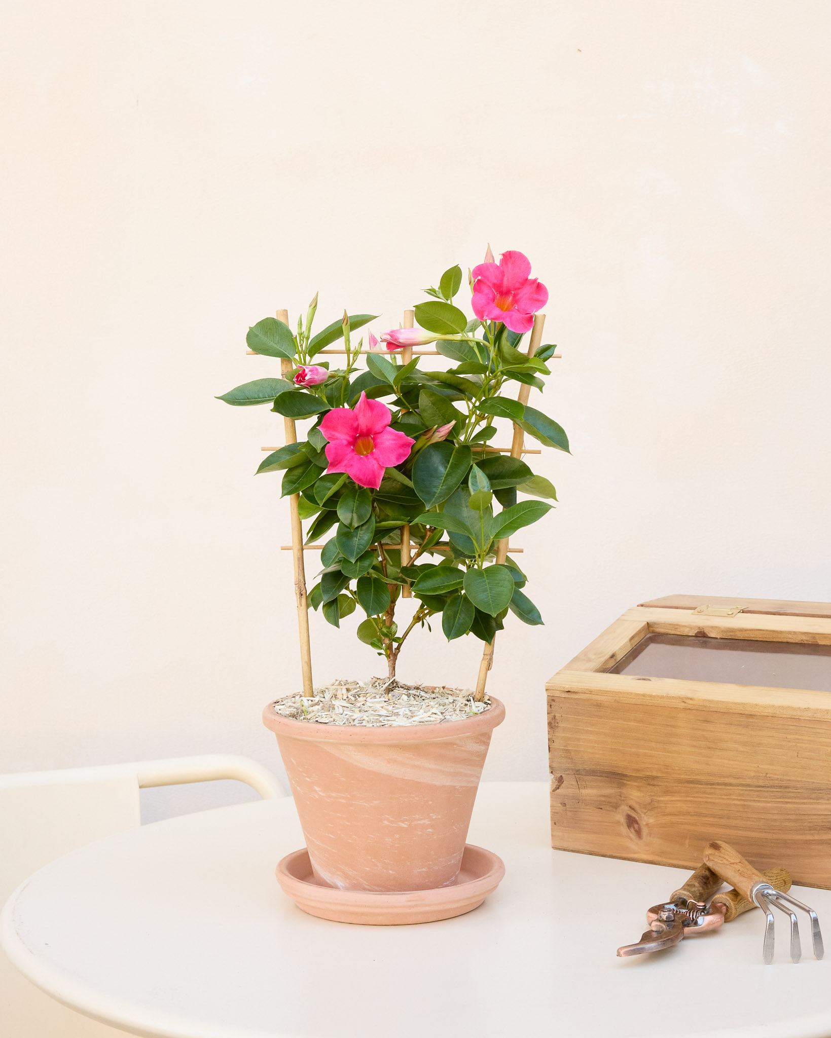 Delphine et son pot en terre cuite - Dipladenia