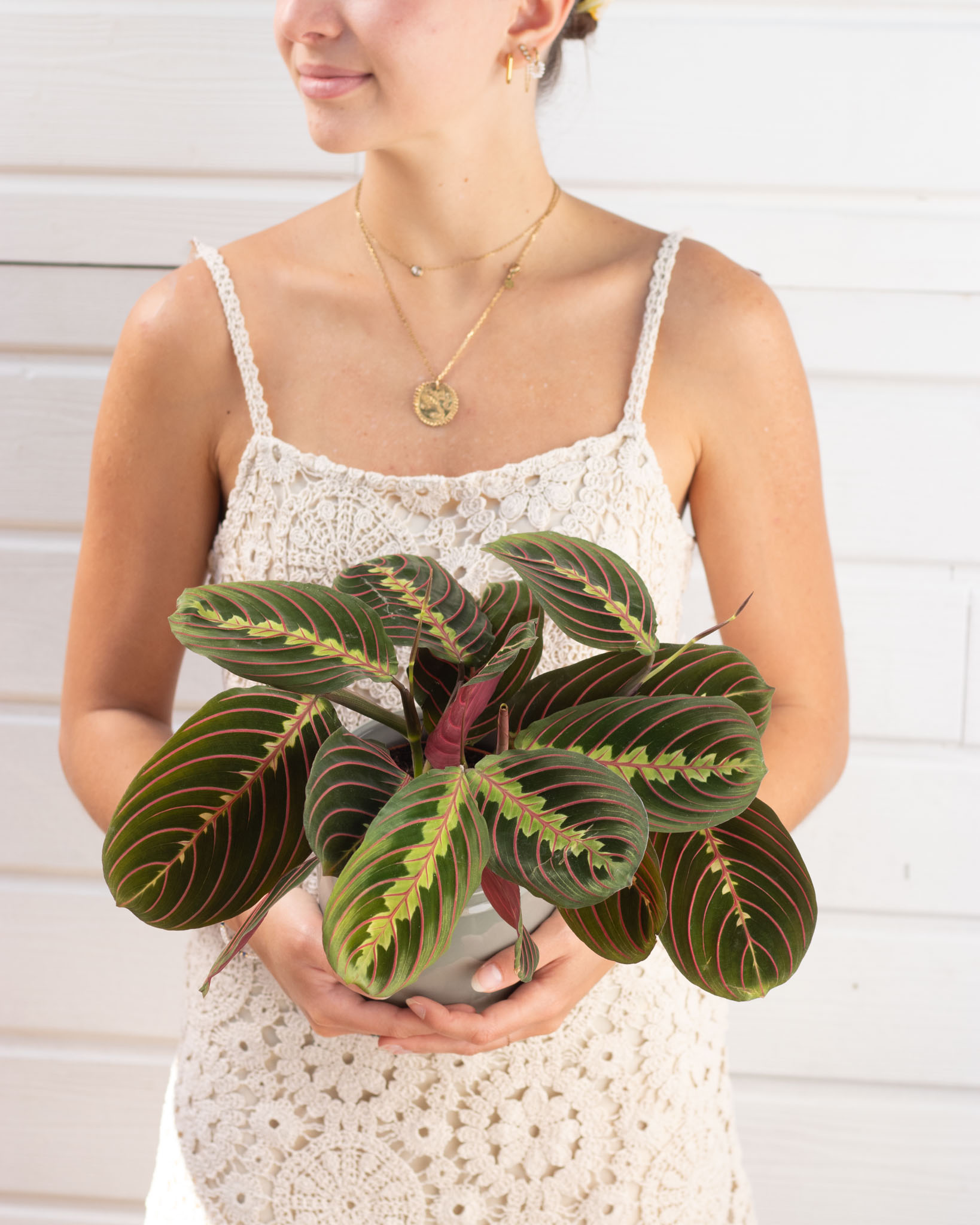 Maranta Fascinator