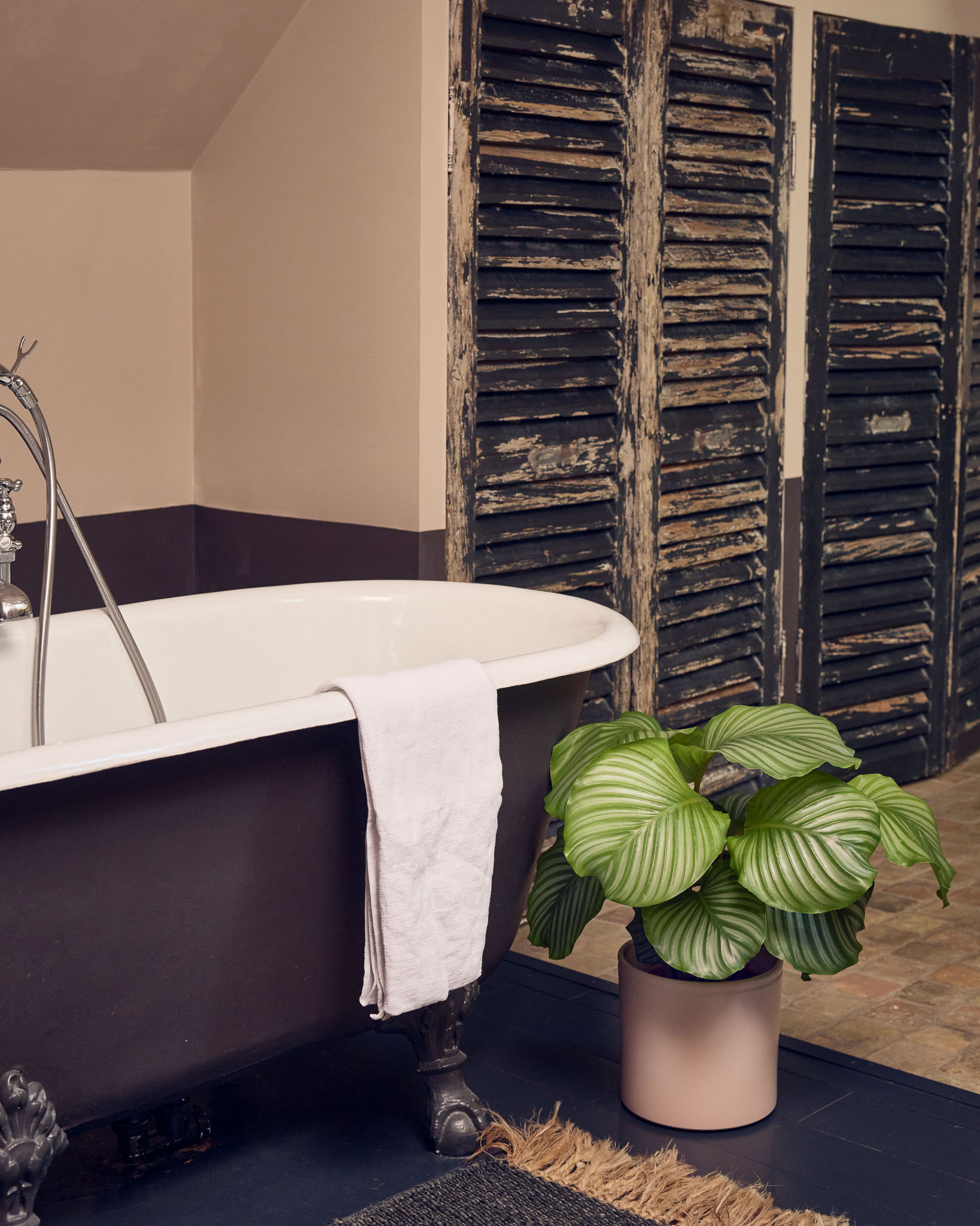 Salle de bain sans fenêtre ? 7 plantes qui adorent la quasi-obscurité