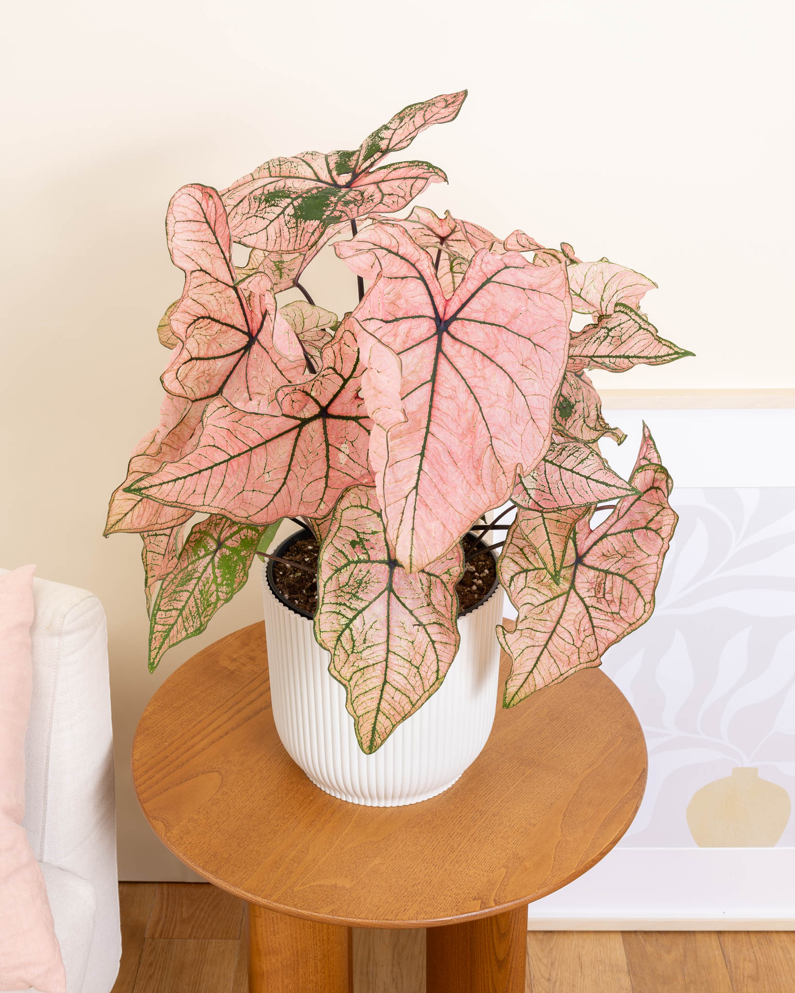Caladium 
