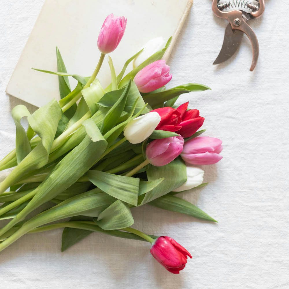 Tulipe - Nos astuces pour entretenir et conserver les fleurs de printemps |  Bergamotte