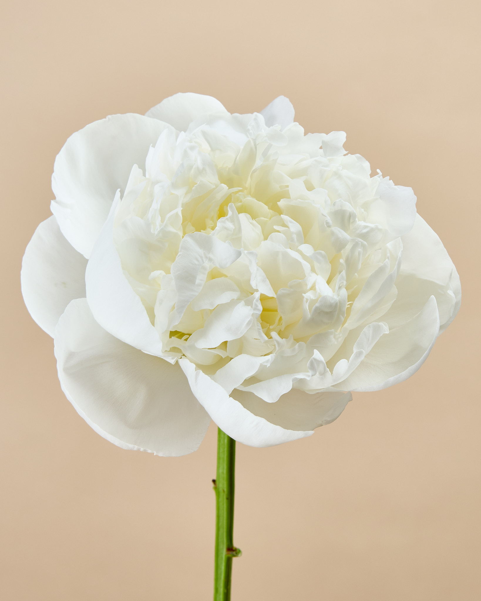 Pivoine blanche