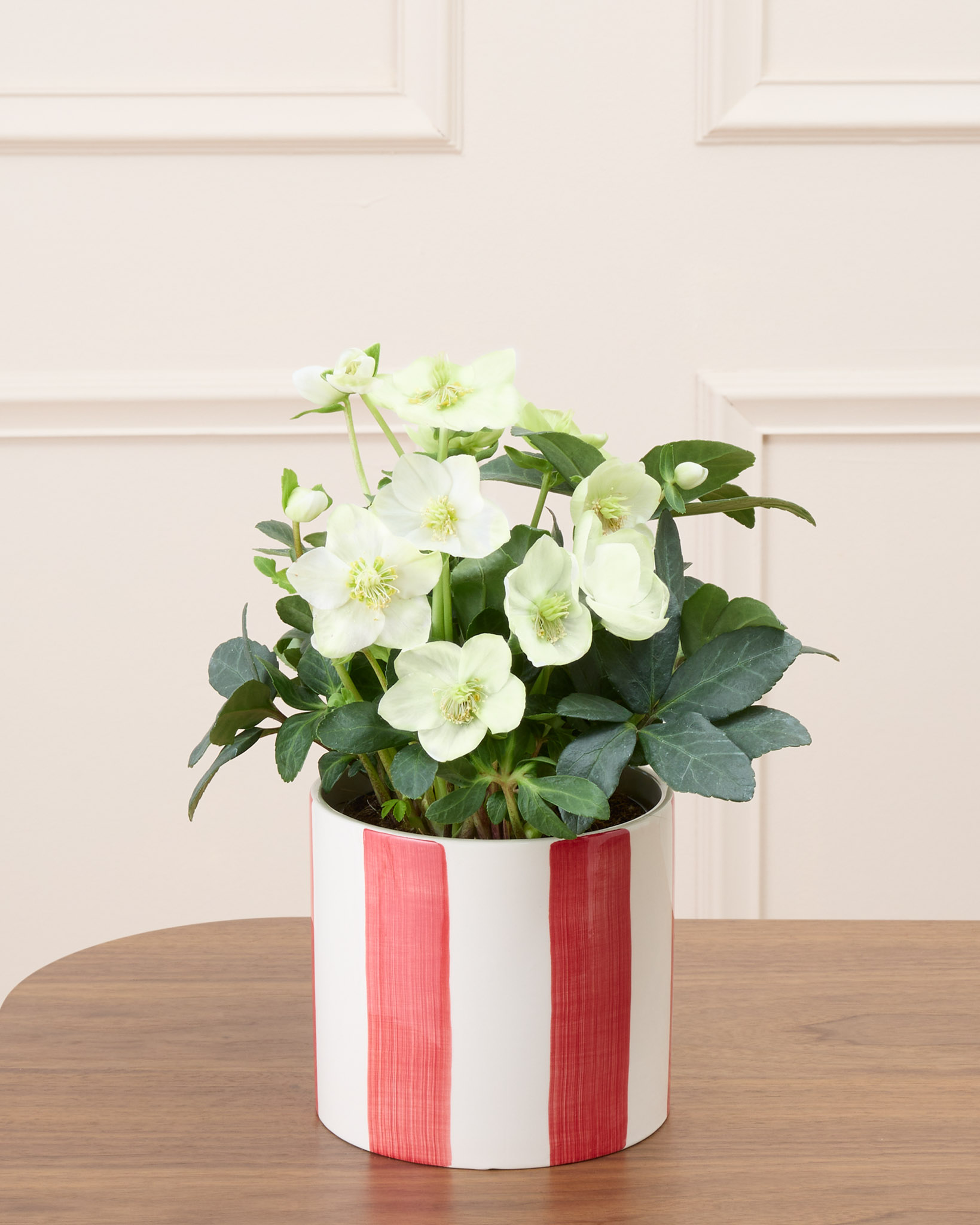 Hermine et son cache-pot rayé rouge - Hellébore
