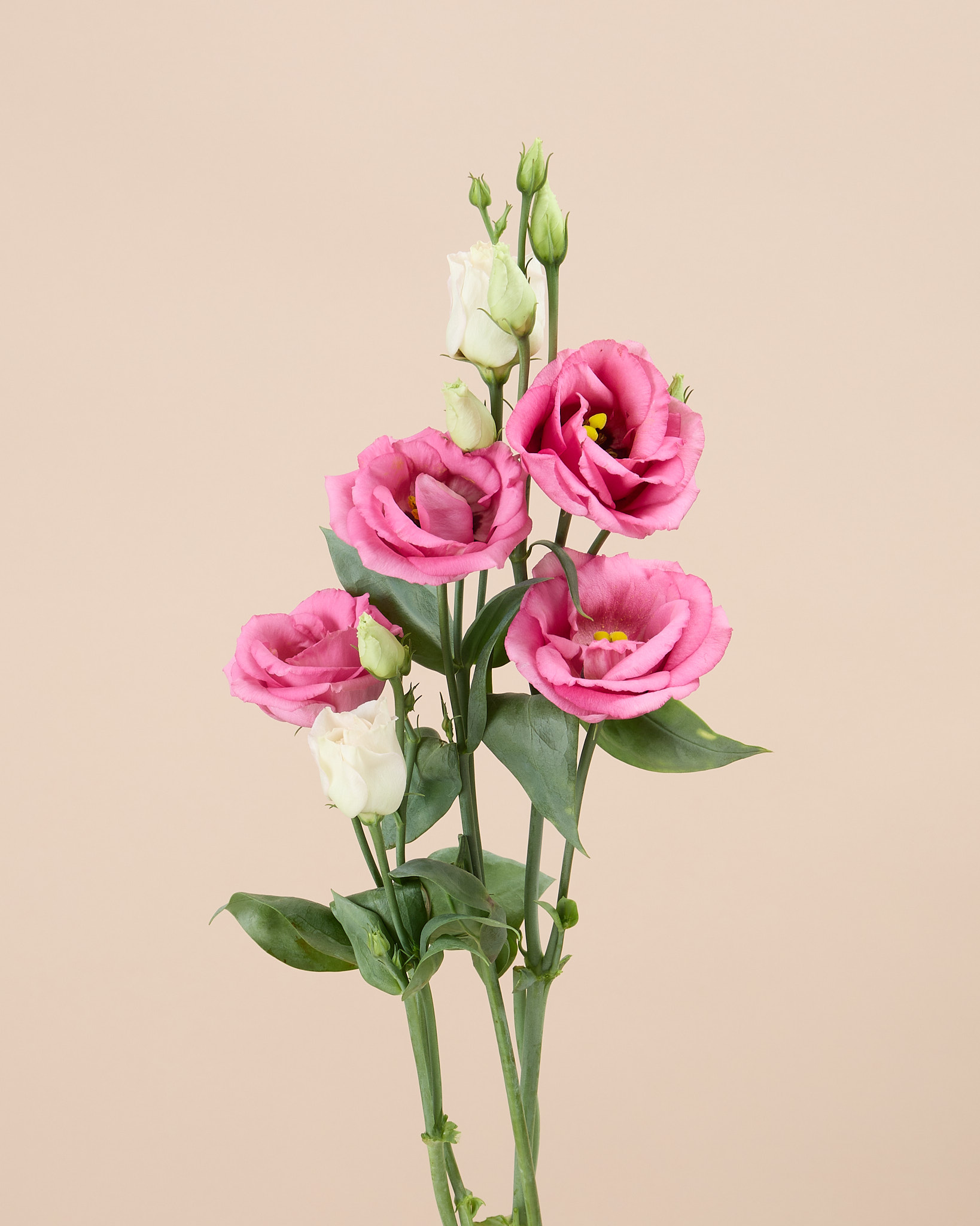 Lisianthus