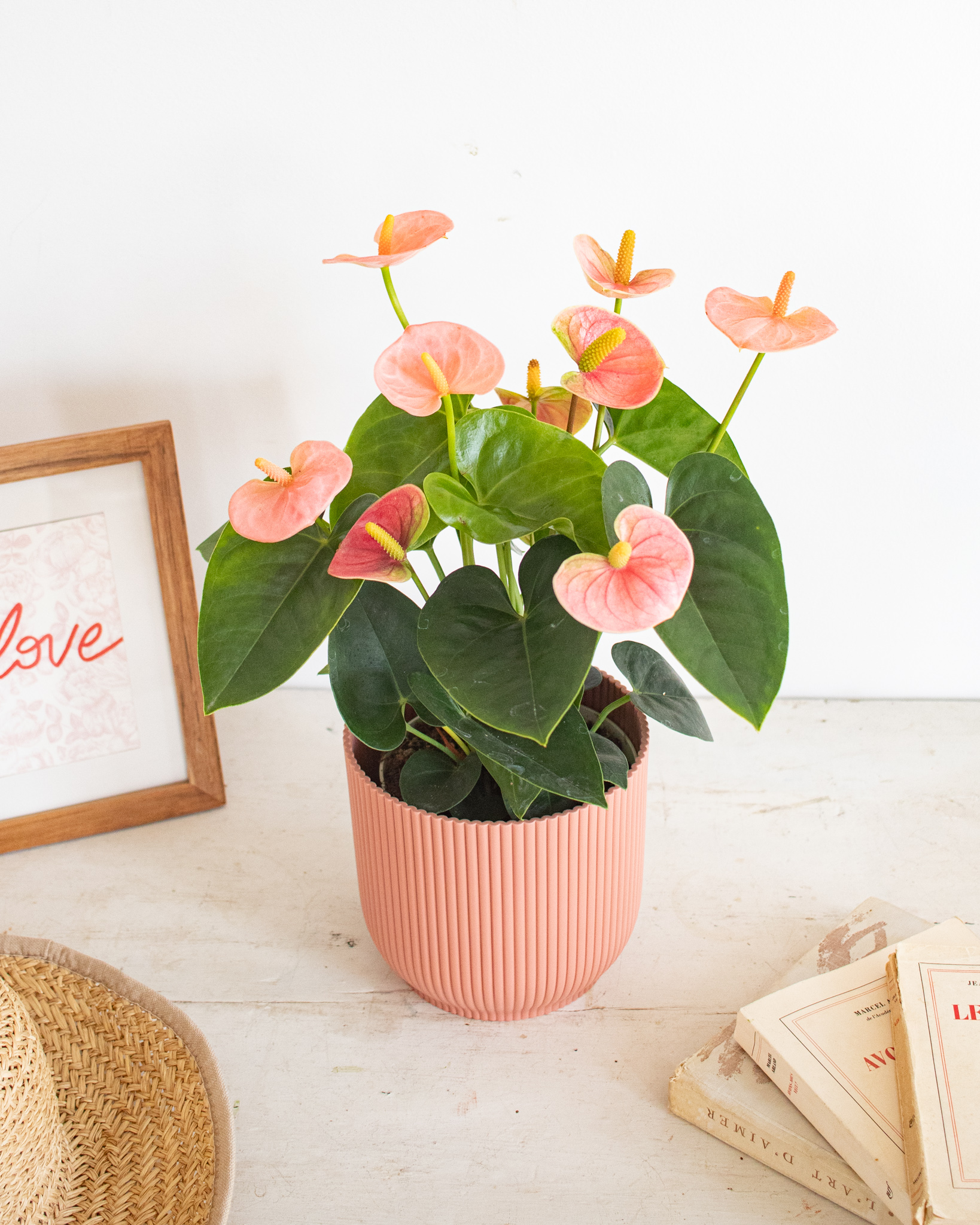 L’Anthurium : nos conseils d
